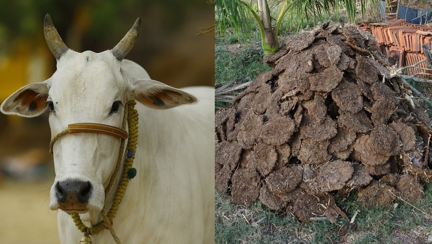 US Customs Wants Indians To Stop Carrying Cow Dung in Their Luggage