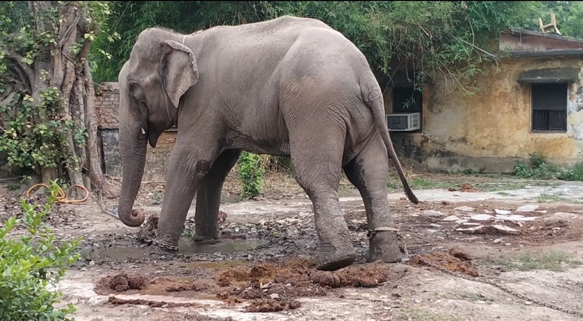 Surrounded by Jeering Crowd, Elephant Tramples Man to Death in Terrifying  Video