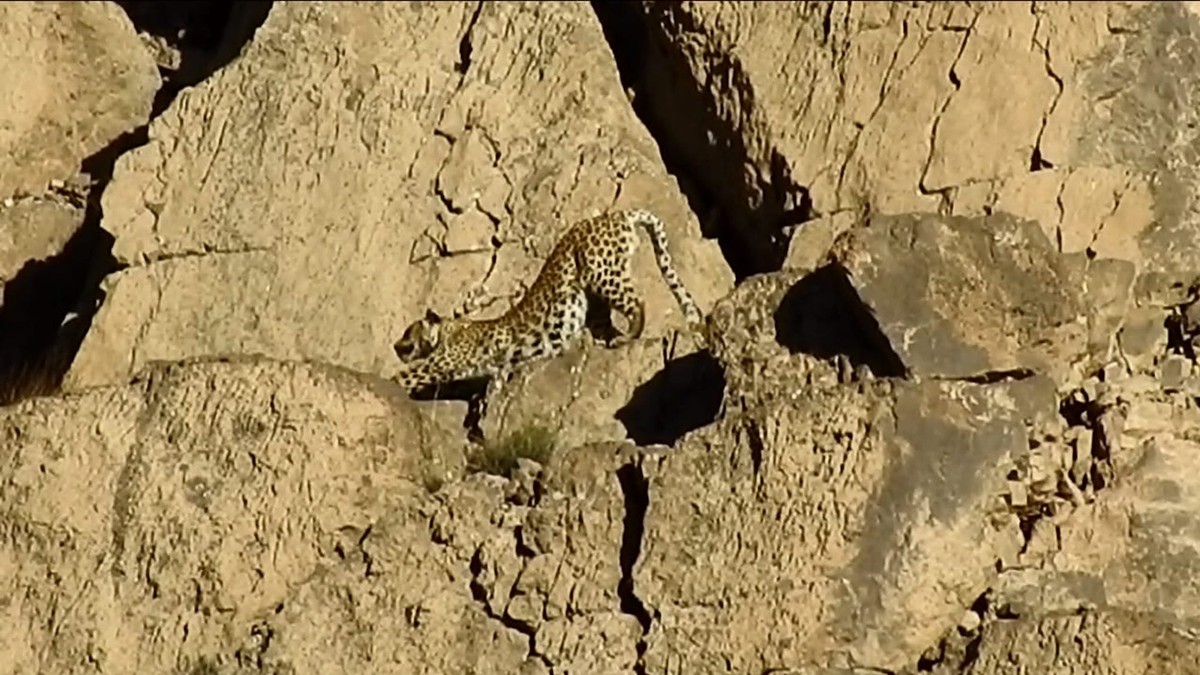 Watch This Rare Video of an Endangered Persian Leopard in the Wild