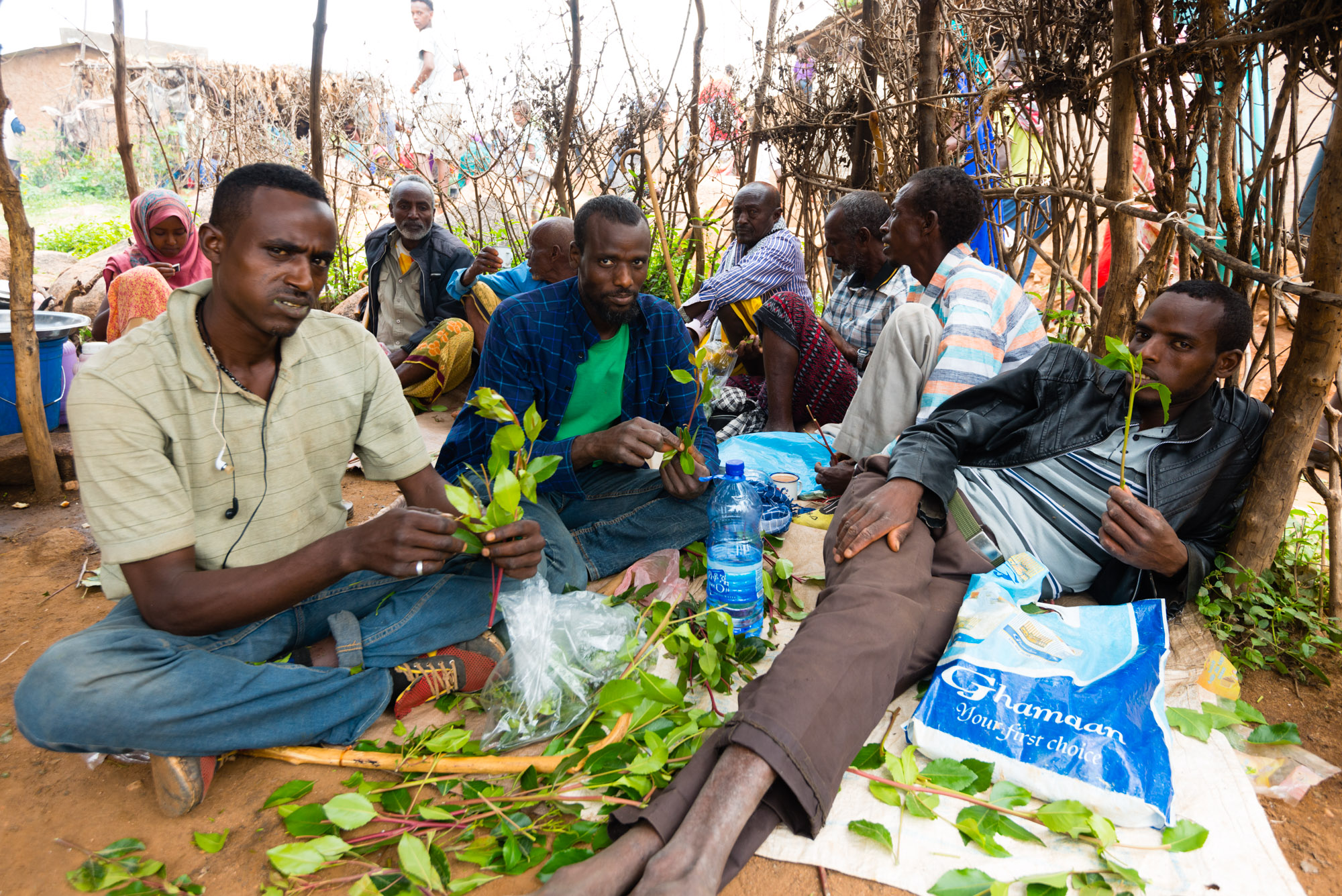 The Culture of Chewing Qat in Ethiopia