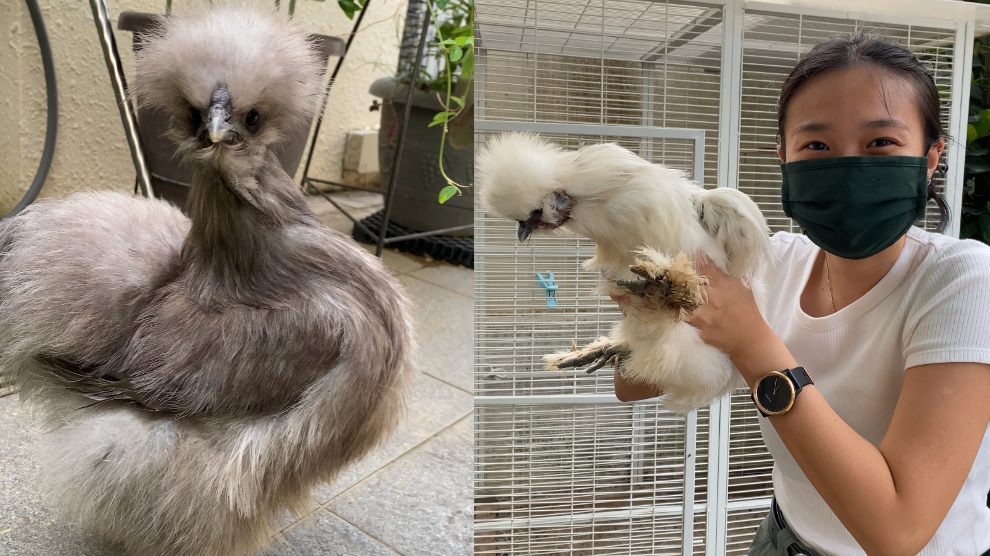 This Fluffy Chicken Is a New Pet Obsession. We Figure Out Why.