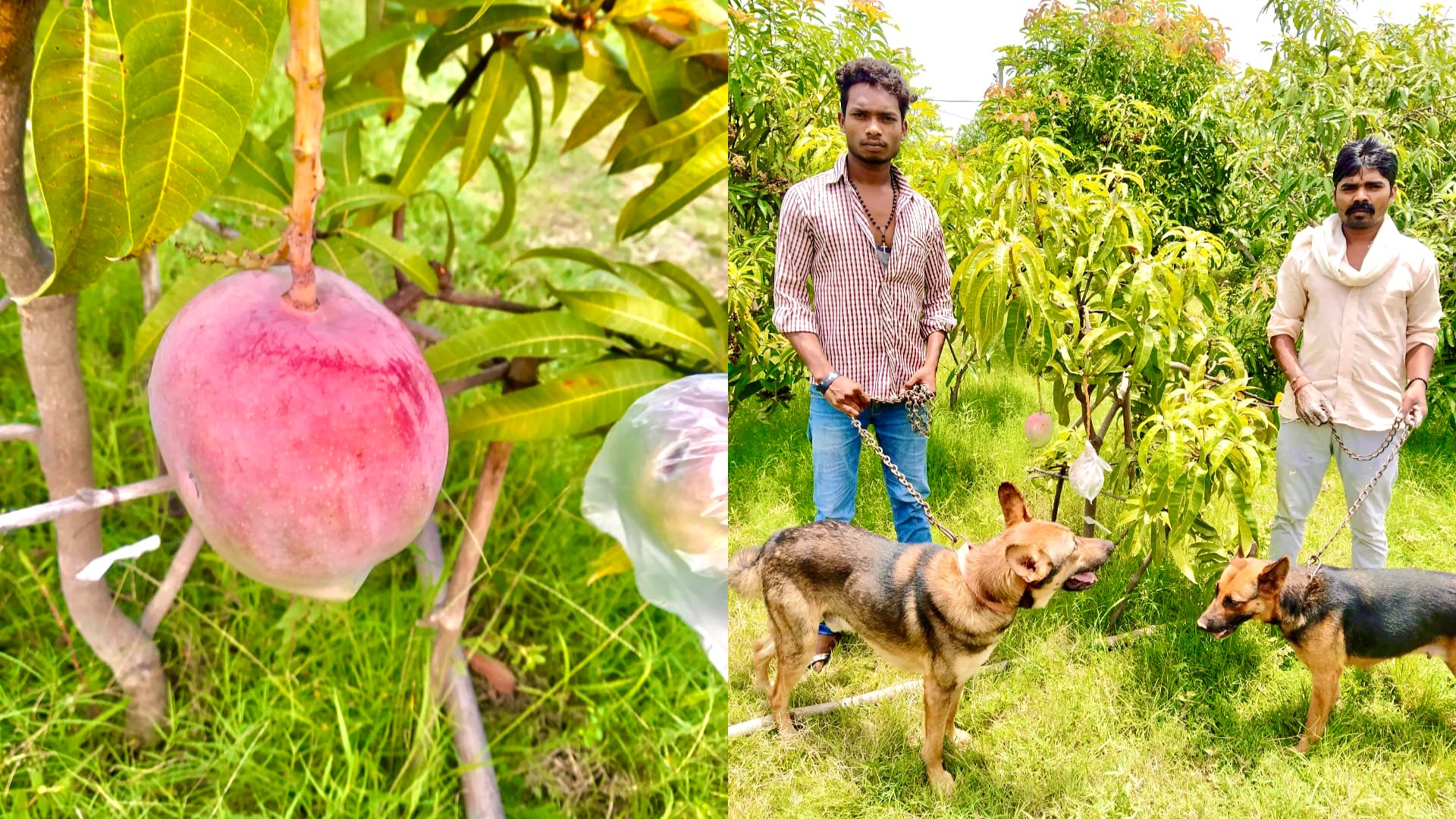 Garde-manger en manguier Farmers