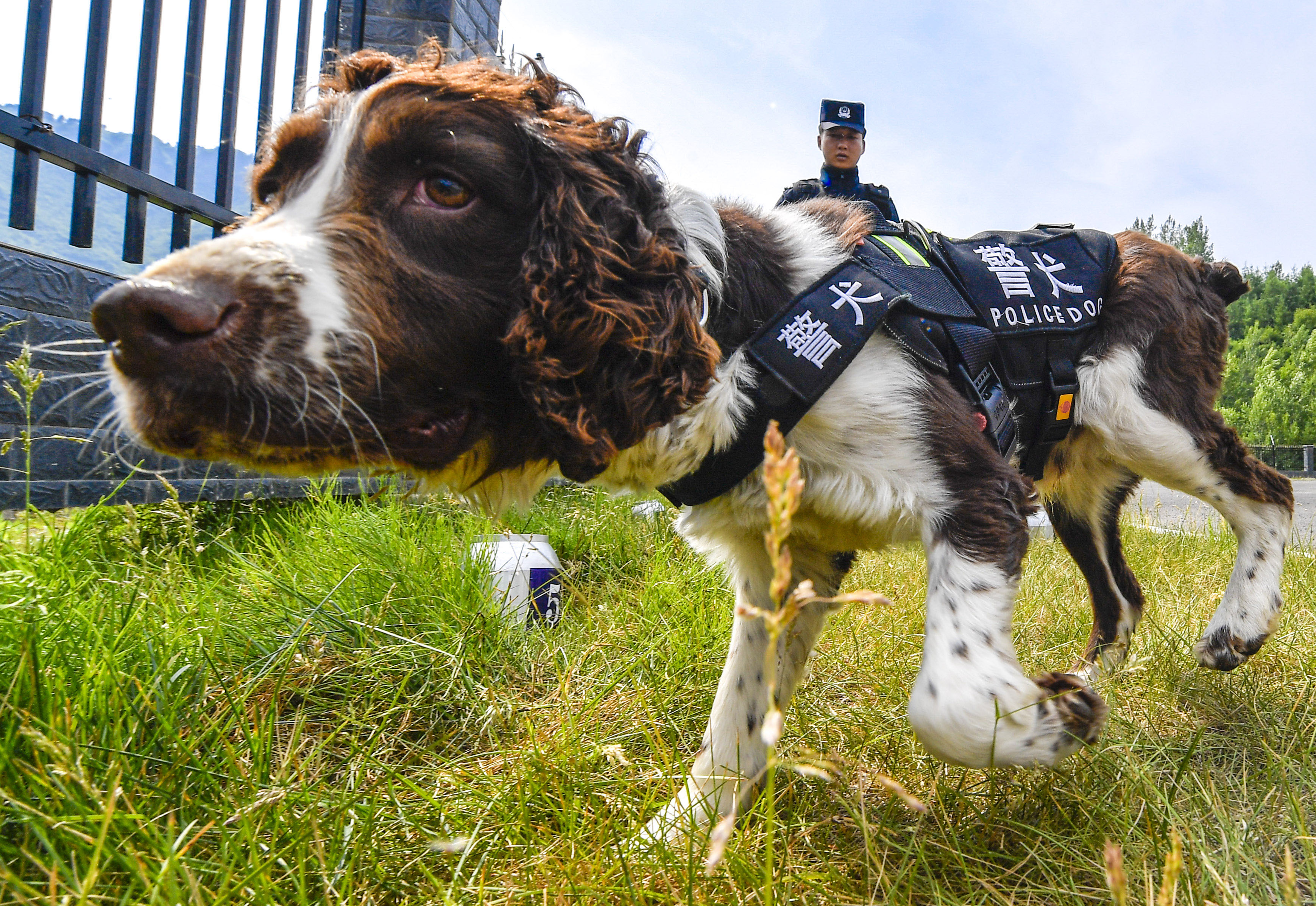 how long do police dogs work