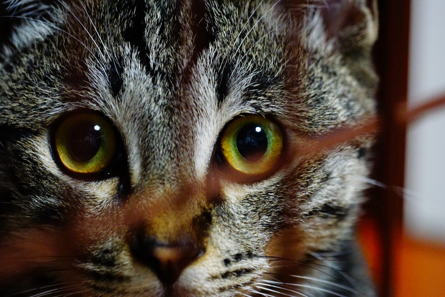 Pet Owners Are Very Upset About A New 24-Hour Cat Curfew Pet Owners Are Very Upset About A New 24-Hour Cat Curfew