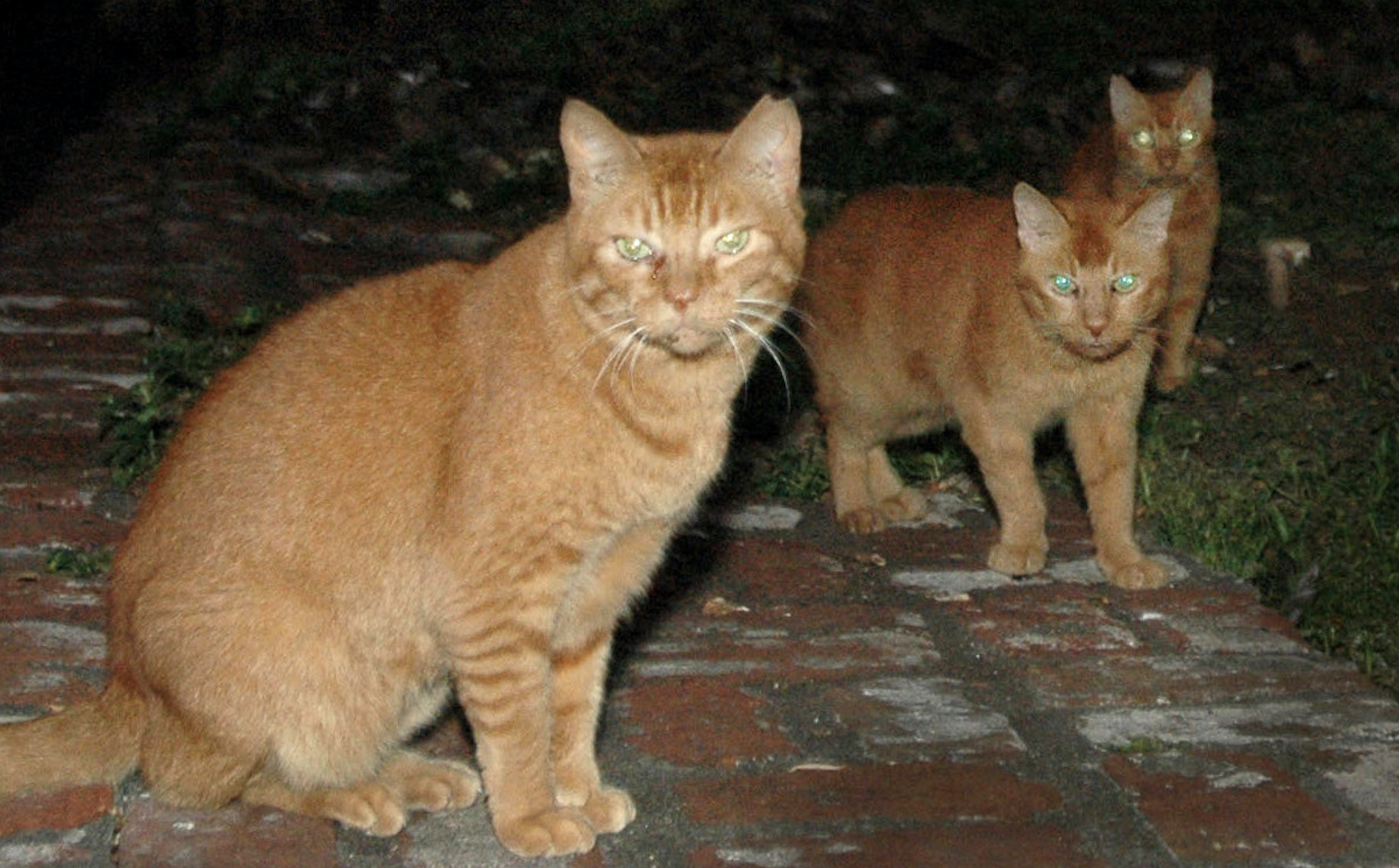 Hawaii Is Culling Feral Cats — To Save Its Endangered Birds