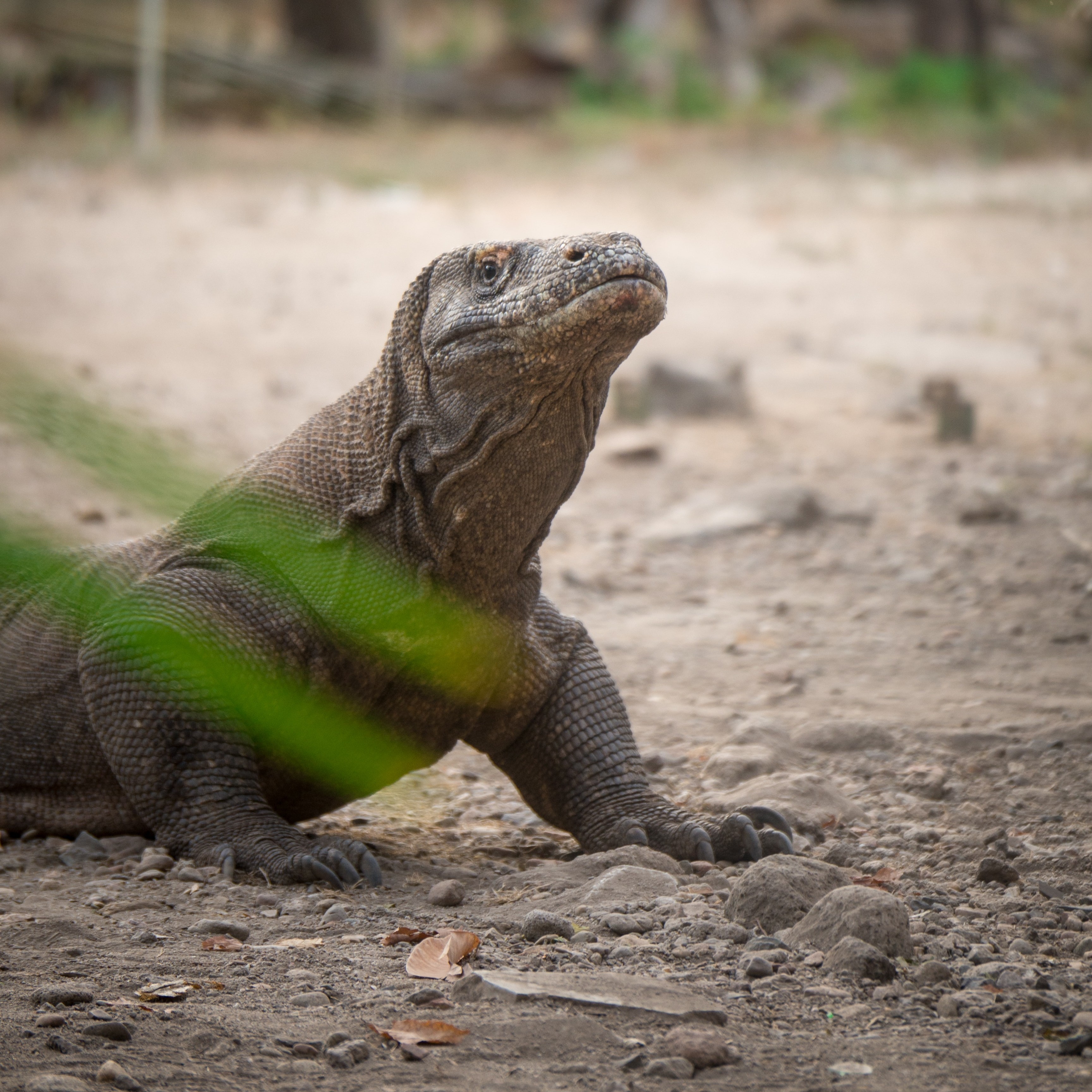 UNESCO Meminta Proyek Wisata 'Jurassic Park' di Pulau Komodo Disetop