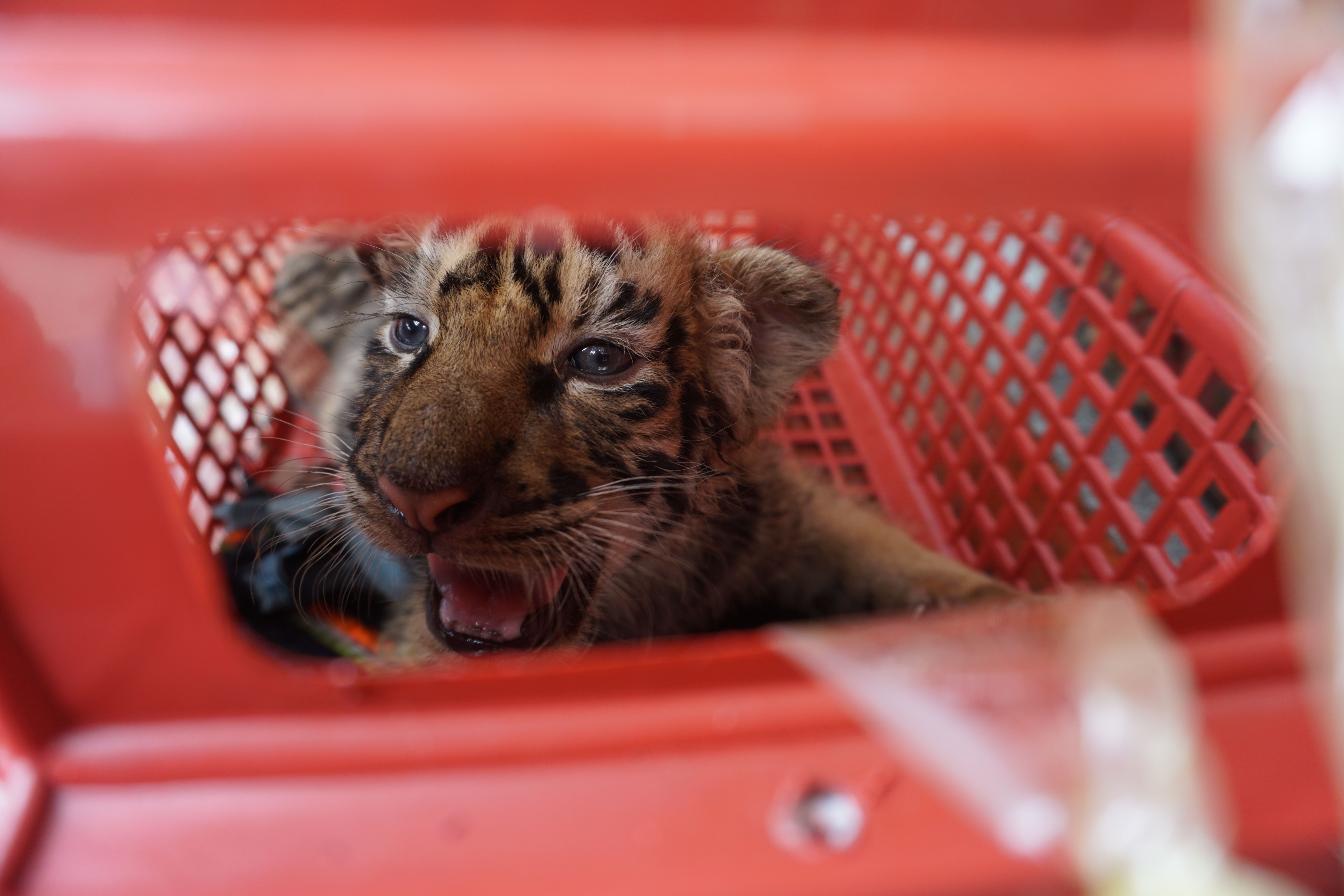 Vietnamese police seize 4 baby tigers in car – New York Daily News