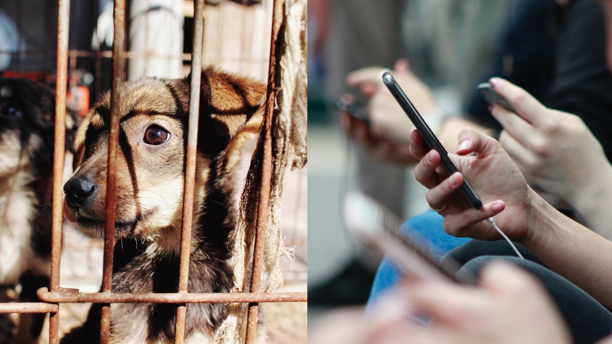 Fake Rescues and Animal Torture Are Disturbingly Common on Social Media