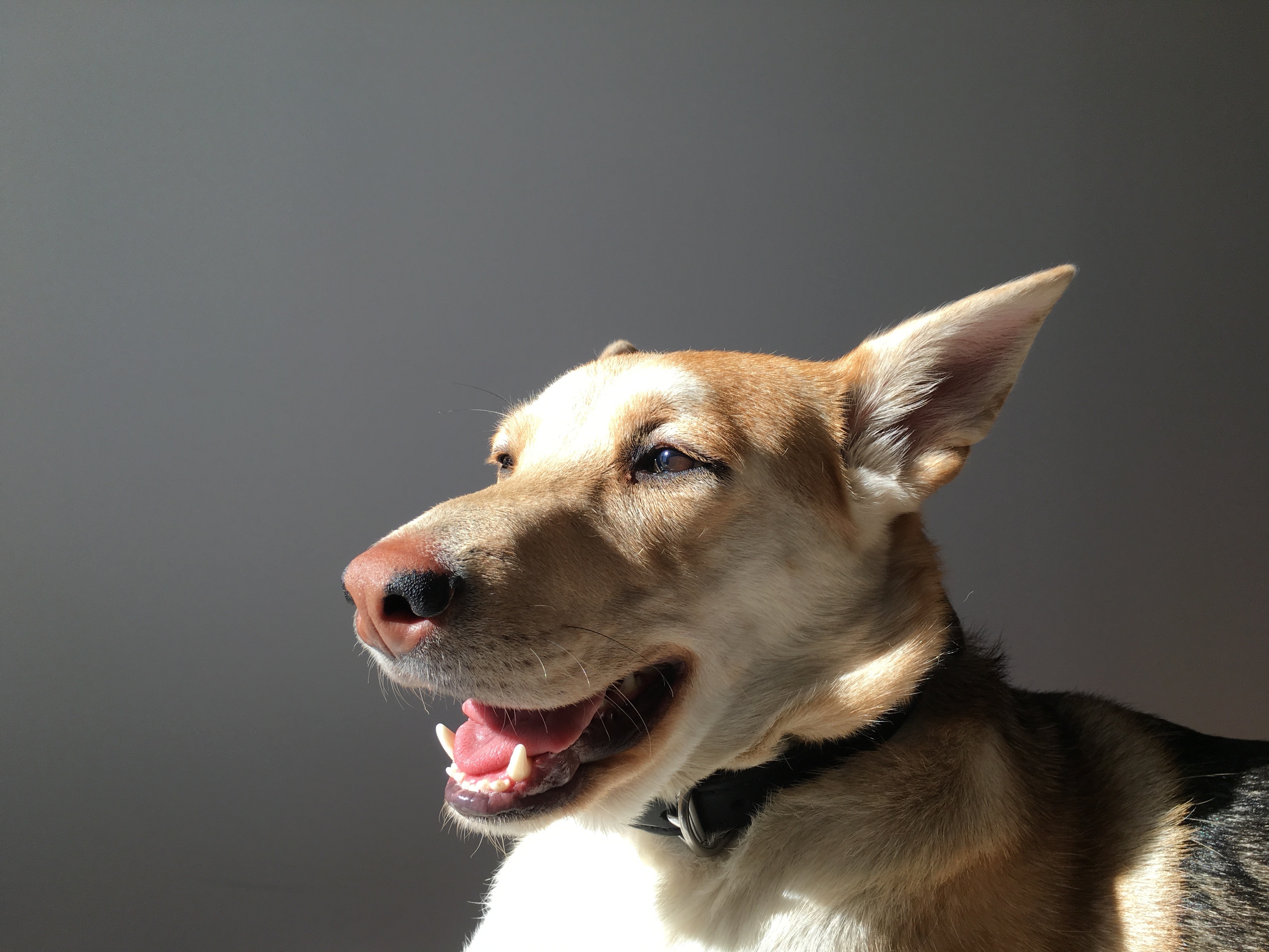 Los perros podrían entender nuestras intenciones, según un estudio Los perros podrían entender nuestras intenciones, según un estudio