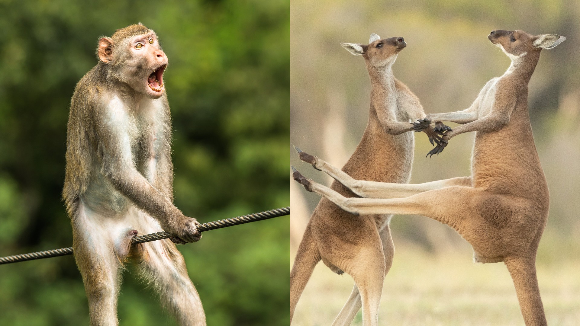 野生生物たちのおもしろ写真14選