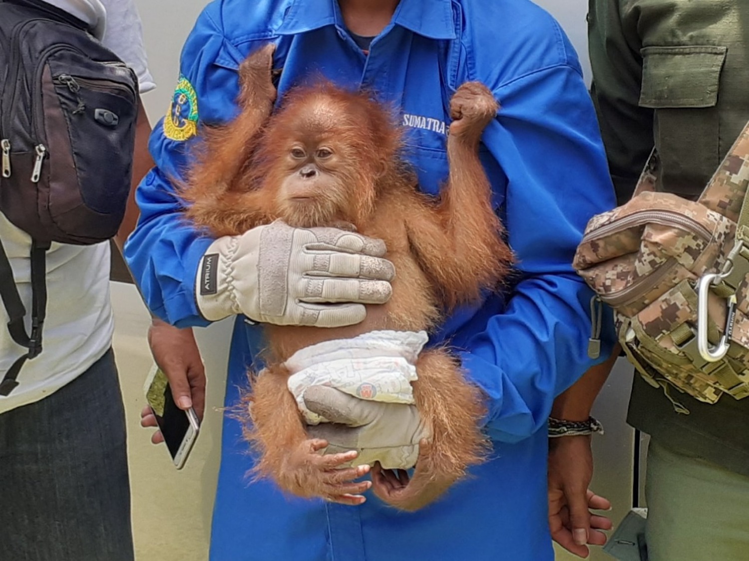 This Is How Critically Endangered Orangutans Are Trafficked, According to a  Former Illegal Trader