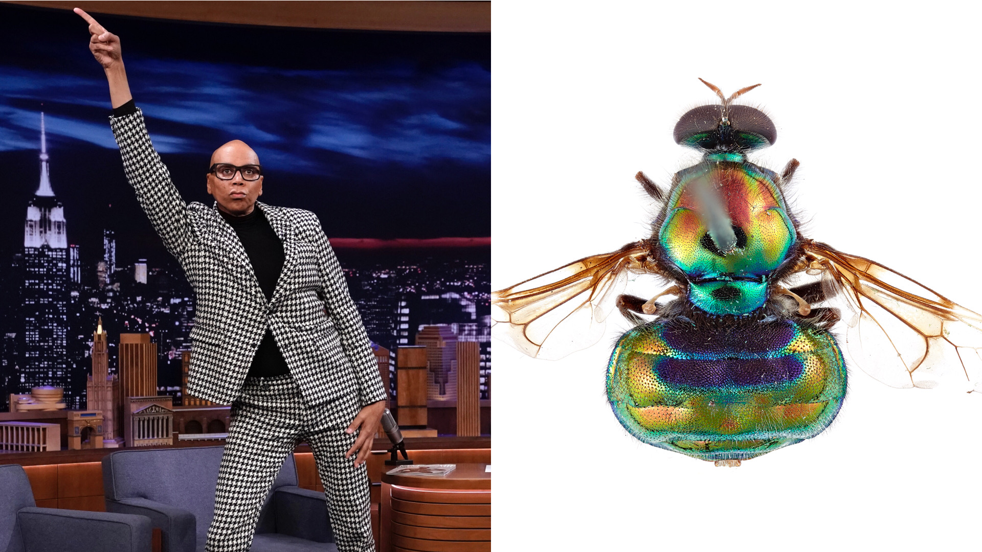 “Legs for Days”: A Fly Species Has Been Named After Drag Queen RuPaul