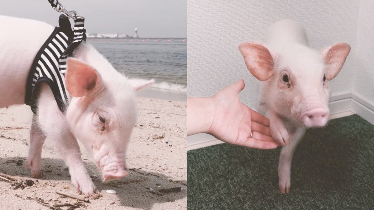 Millions Watched This YouTuber Raise a Pet Pig. Then He Shared His Dinner. Millions Watched This YouTuber Raise a Pet Pig. Then He Shared His Dinner.
