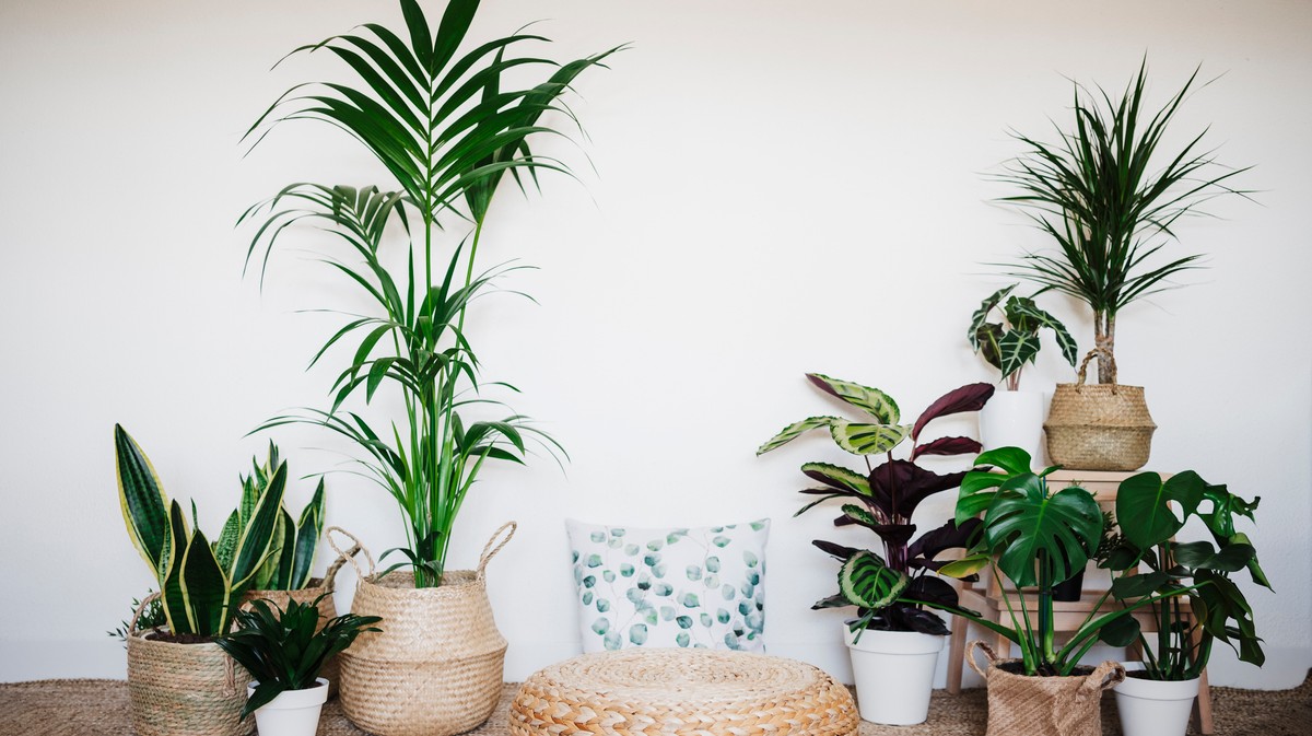 The 21 Best Plants to Put in Your Home Office