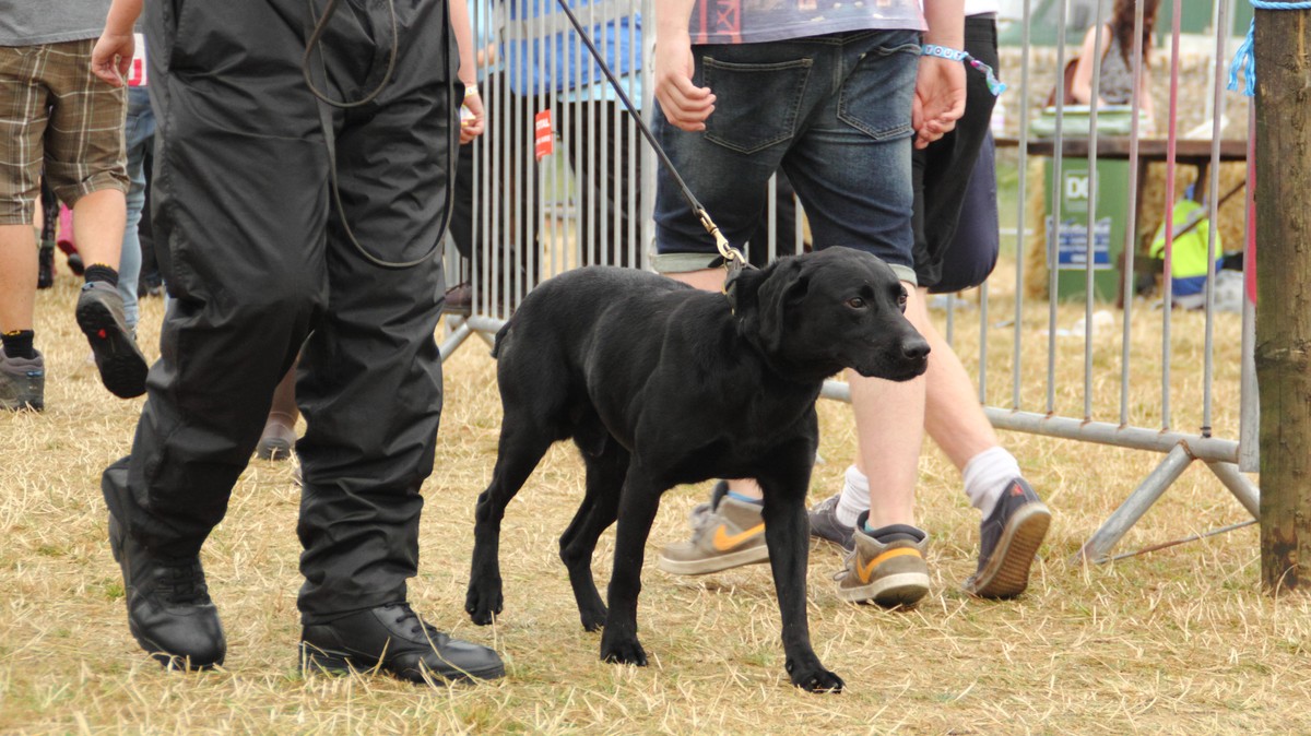 Do Festival Sniffer Dogs Actually Work? 