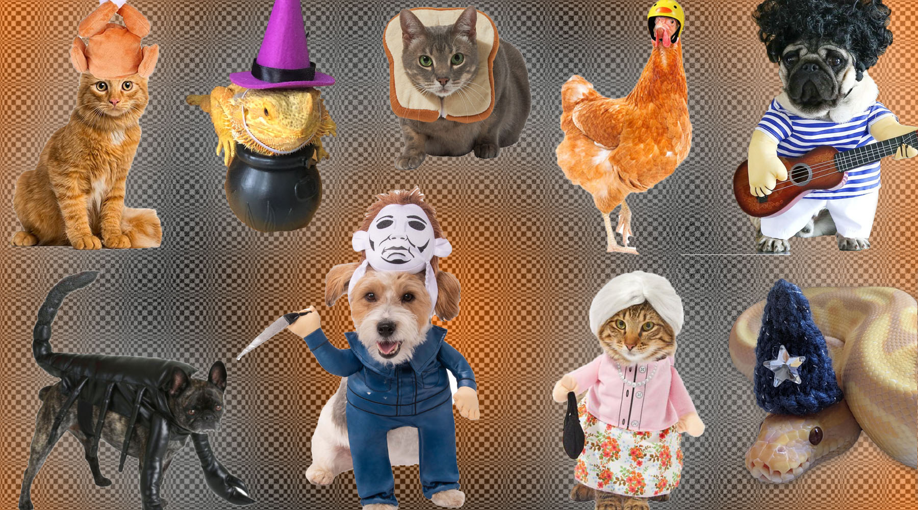 The Best Pet Halloween Costumes, From Cute to Weird to Terrifying