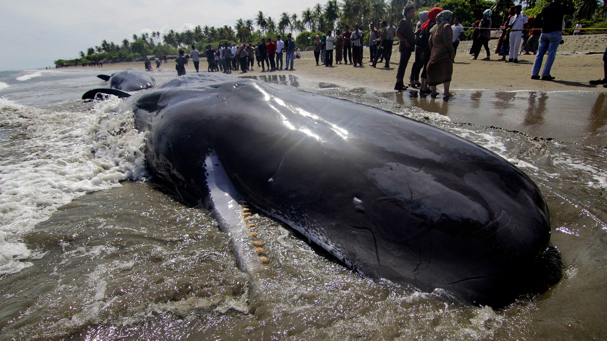 authorities-seize-whale-poop-worth-1-million-in-sting-operation