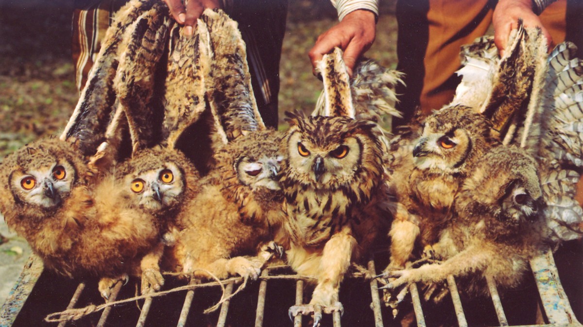 Why Thousands of Owls Are Killed in Black Magic Practices This Time of the Year Why Thousands of Owls Are Killed in Black Magic Practices This Time of the Year