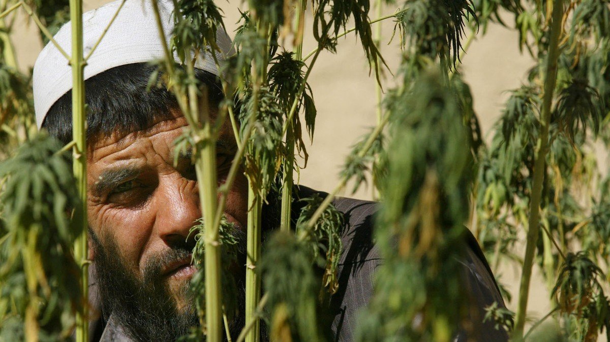 We Spoke to the Unlucky Company With the Same Name as the Investor of Talibans Marijuana Center
