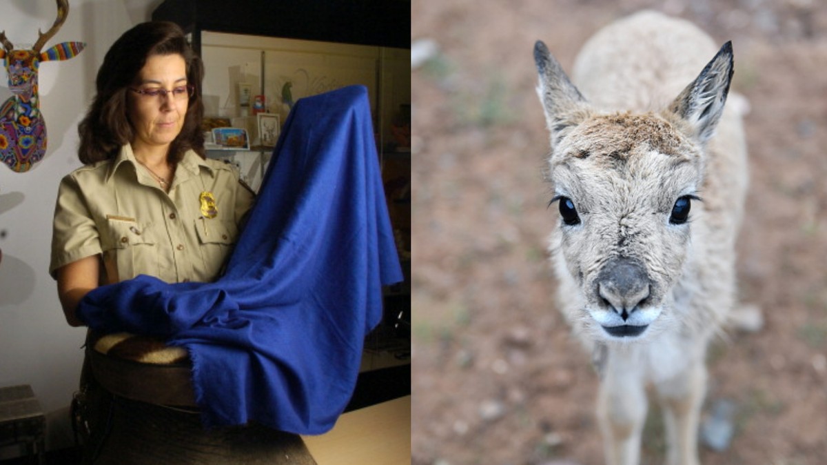 Inside the Illegal Trade of $20,000 Shawls Made From an Endangered Animal Inside the Illegal Trade of $20,000 Shawls Made From an Endangered Animal