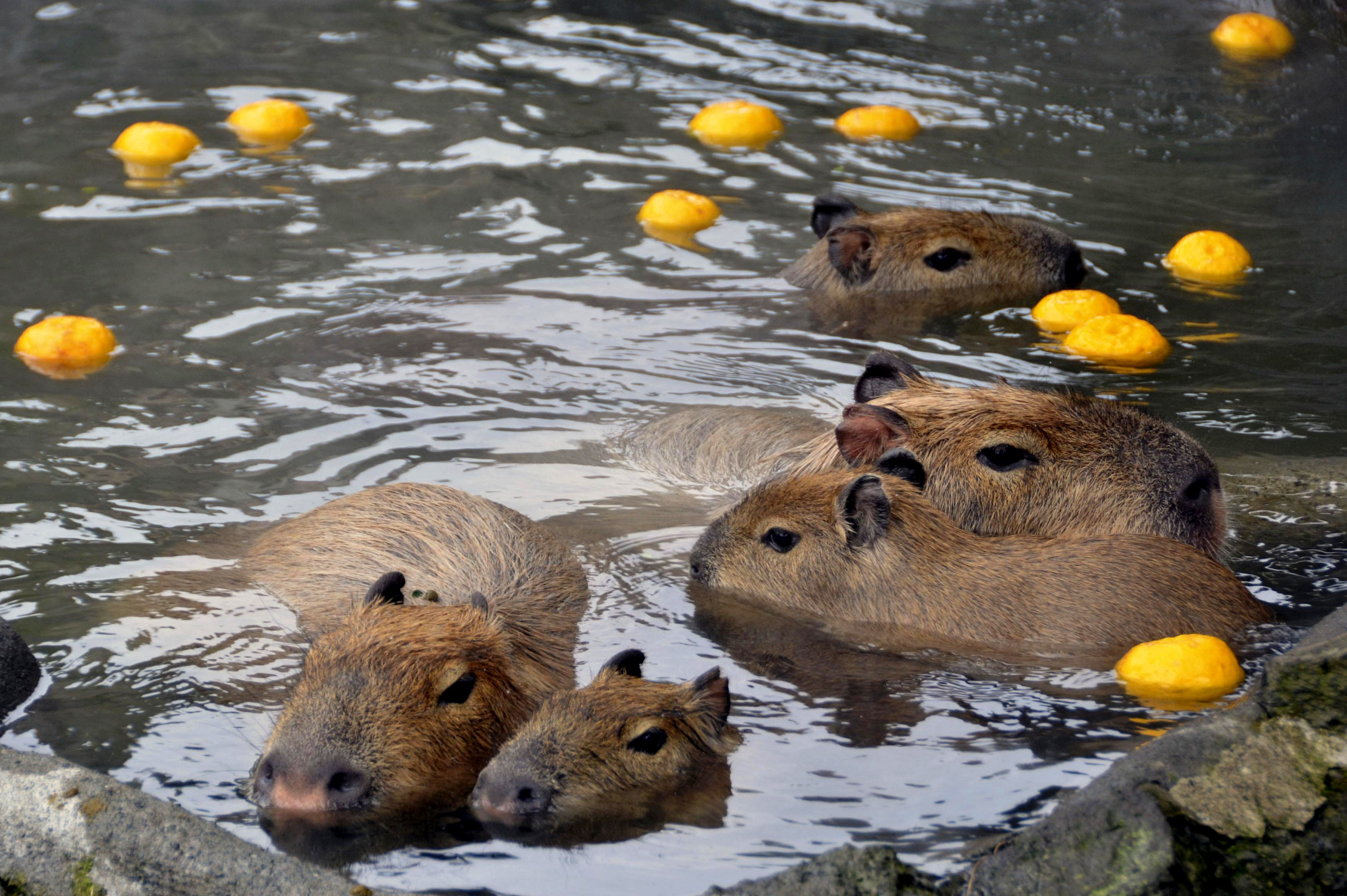 Scientists Actually Measured How Comfy Capybaras Feel When Bathing in Hot  Springs