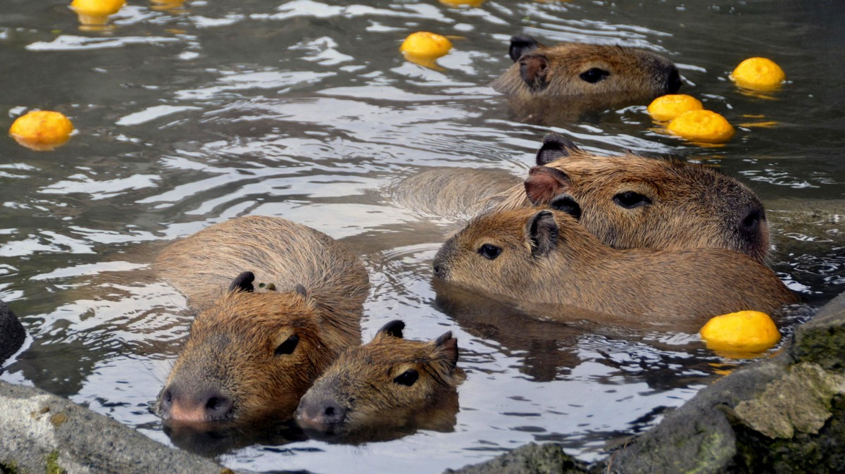 Los científicos han medido qué tan cómodos se sienten los capibaras al  bañarse en aguas termales