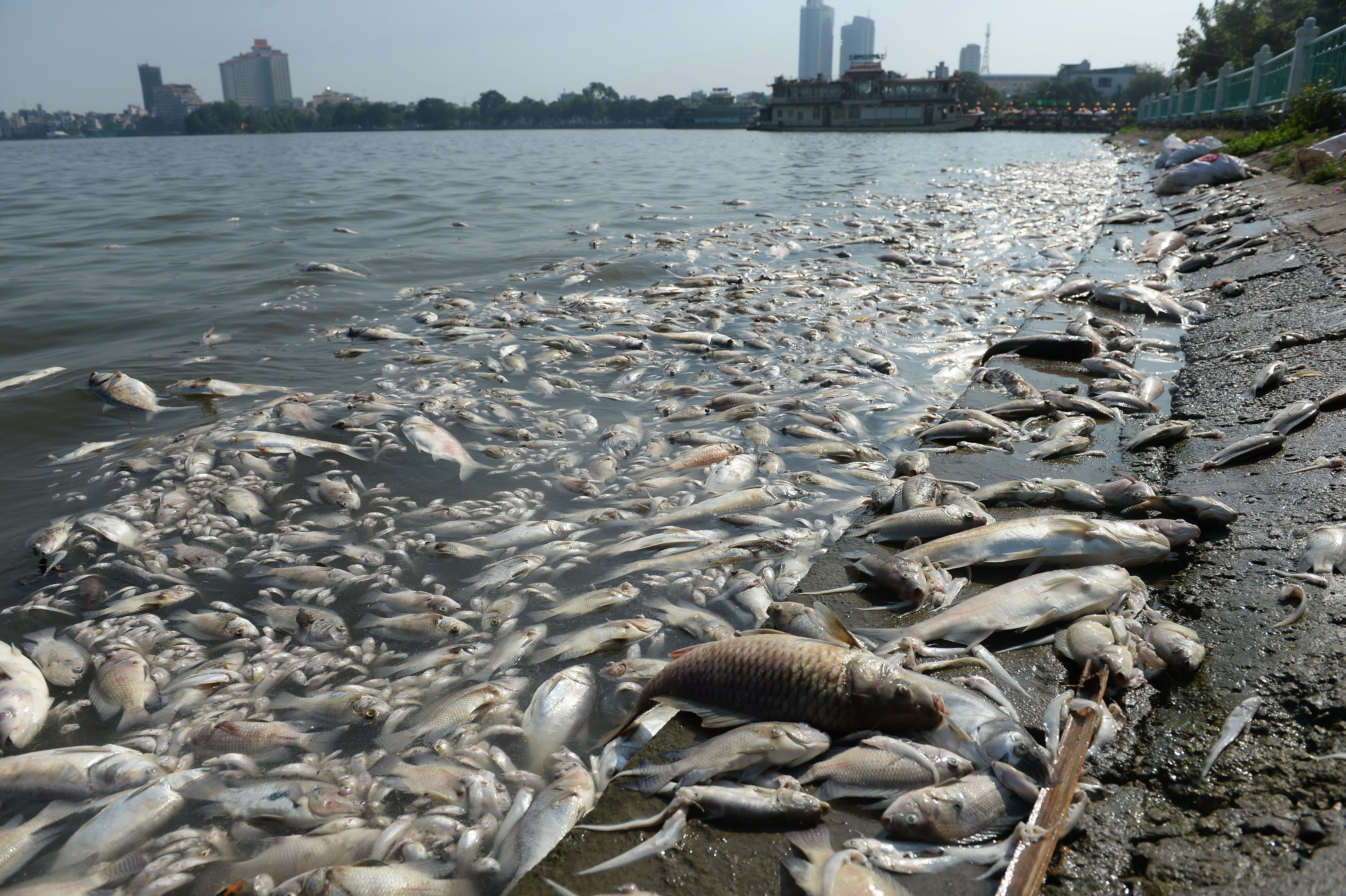 Загрязнения берегов рек