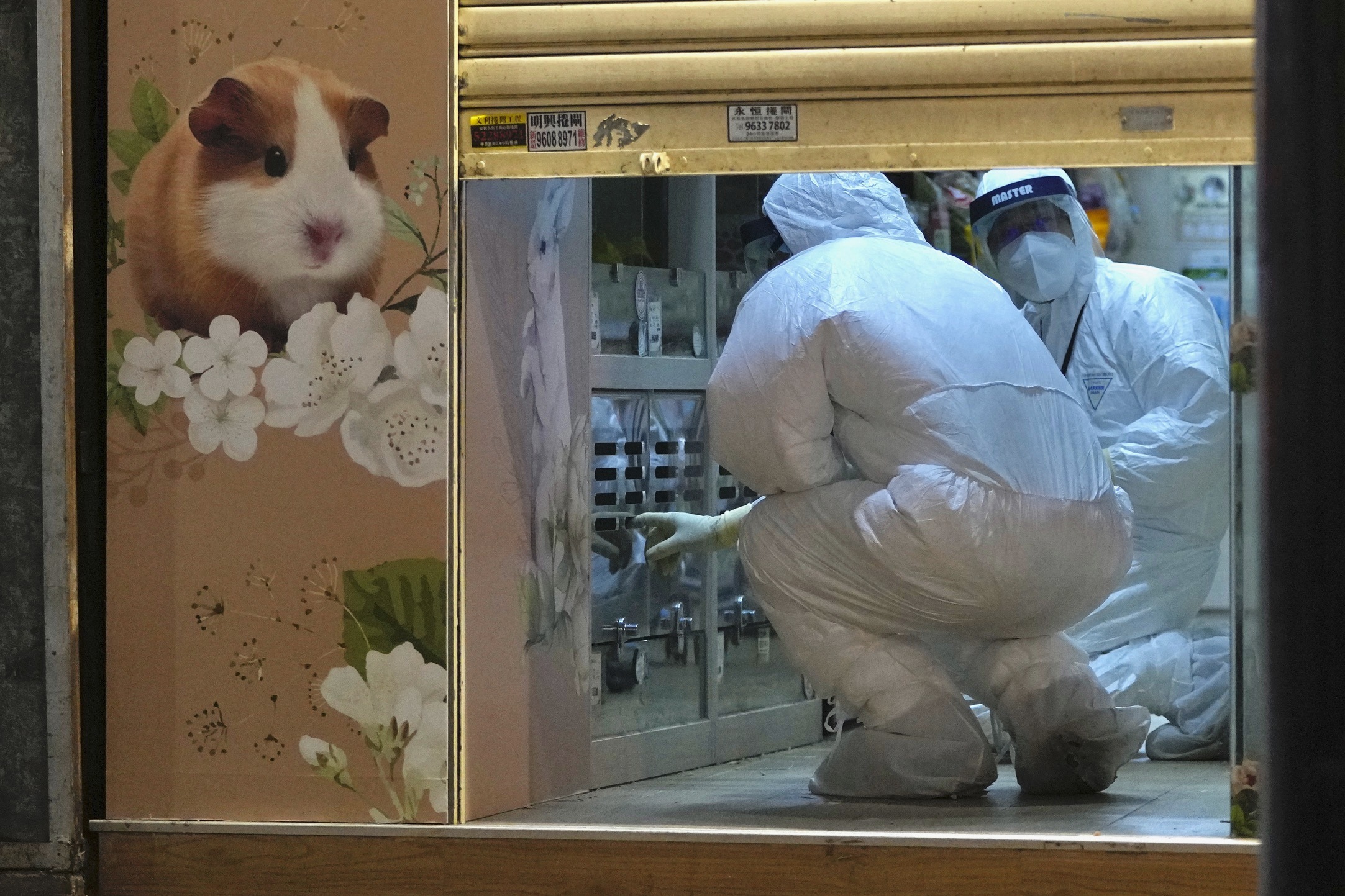 People Are Throwing Out Their Pet Hamsters After Hong Kong Orders Mass