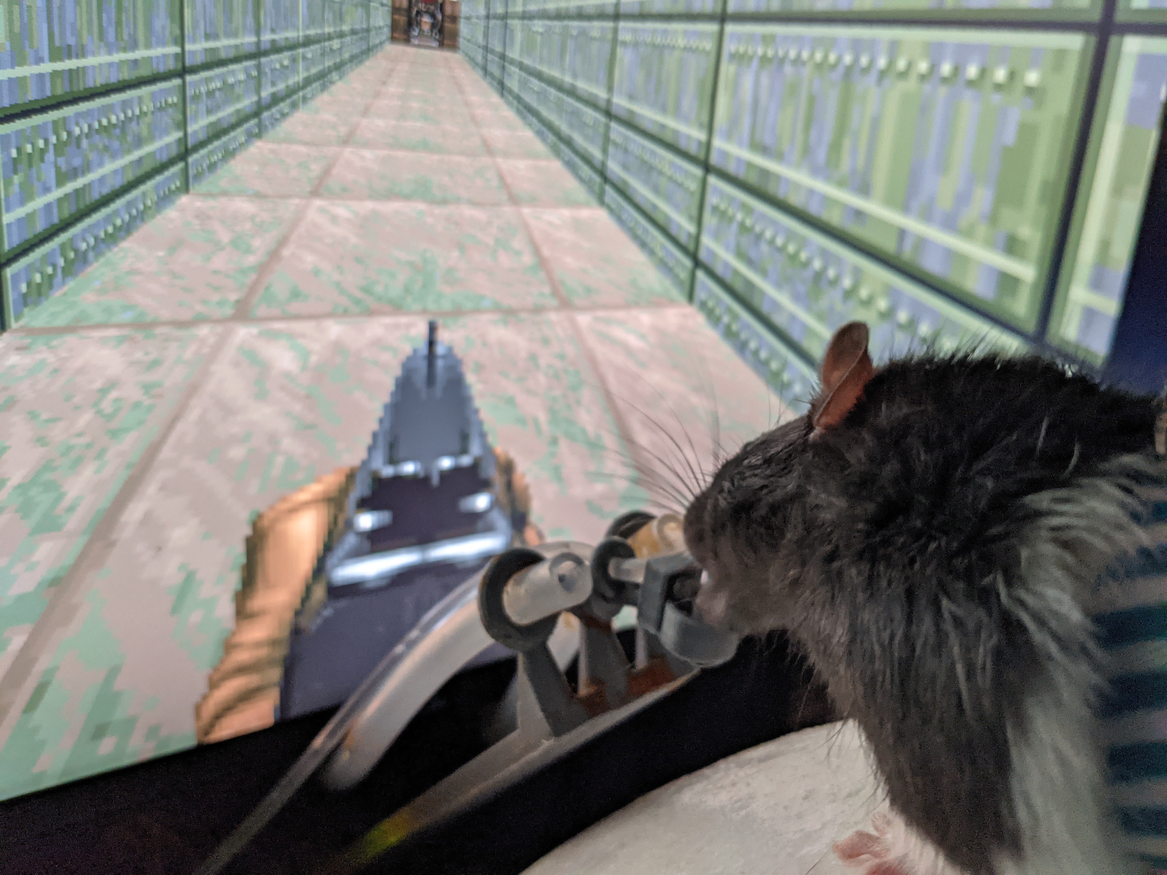 I Trained Some Rats To Become Gamers