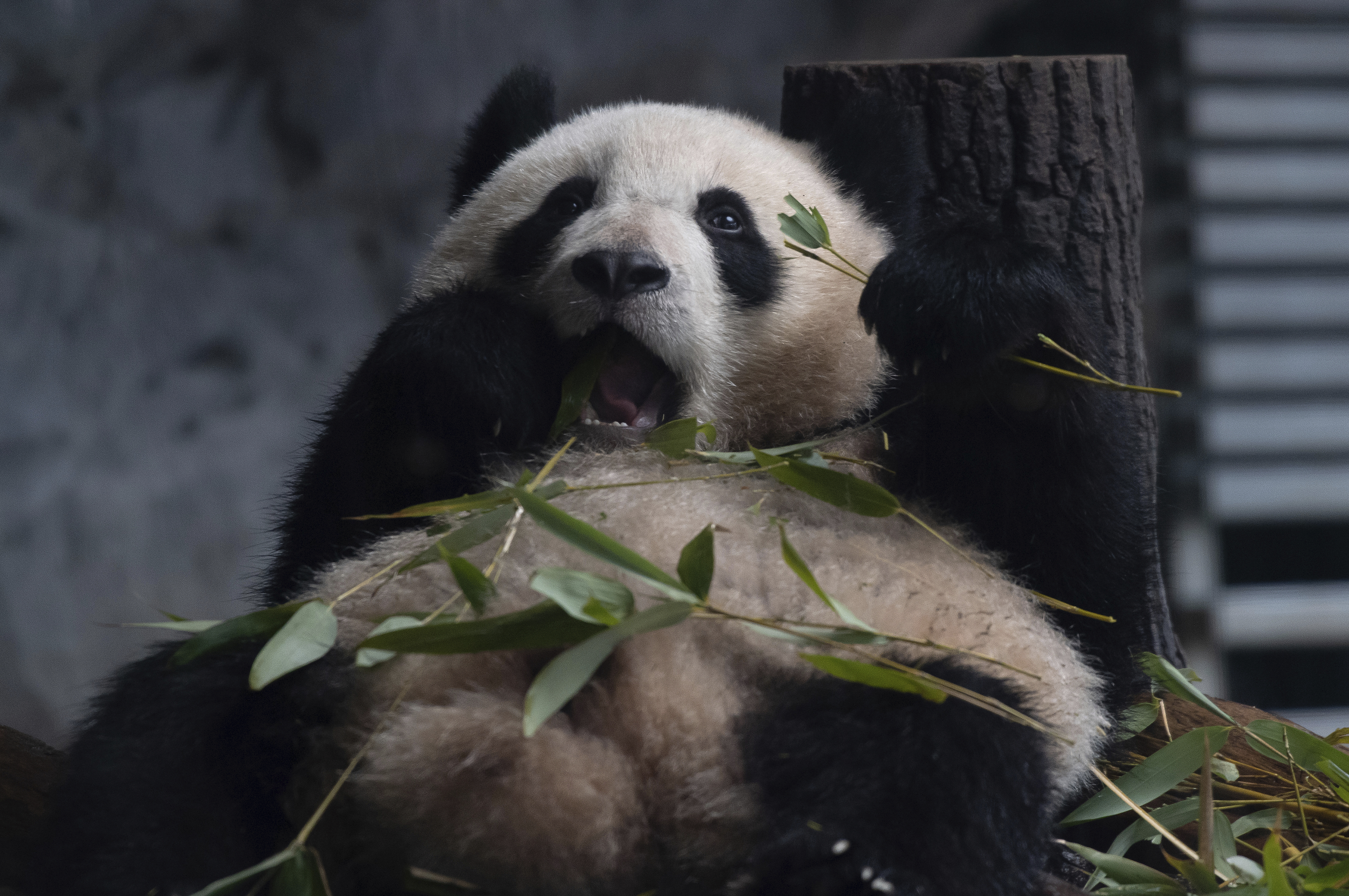 Why panda