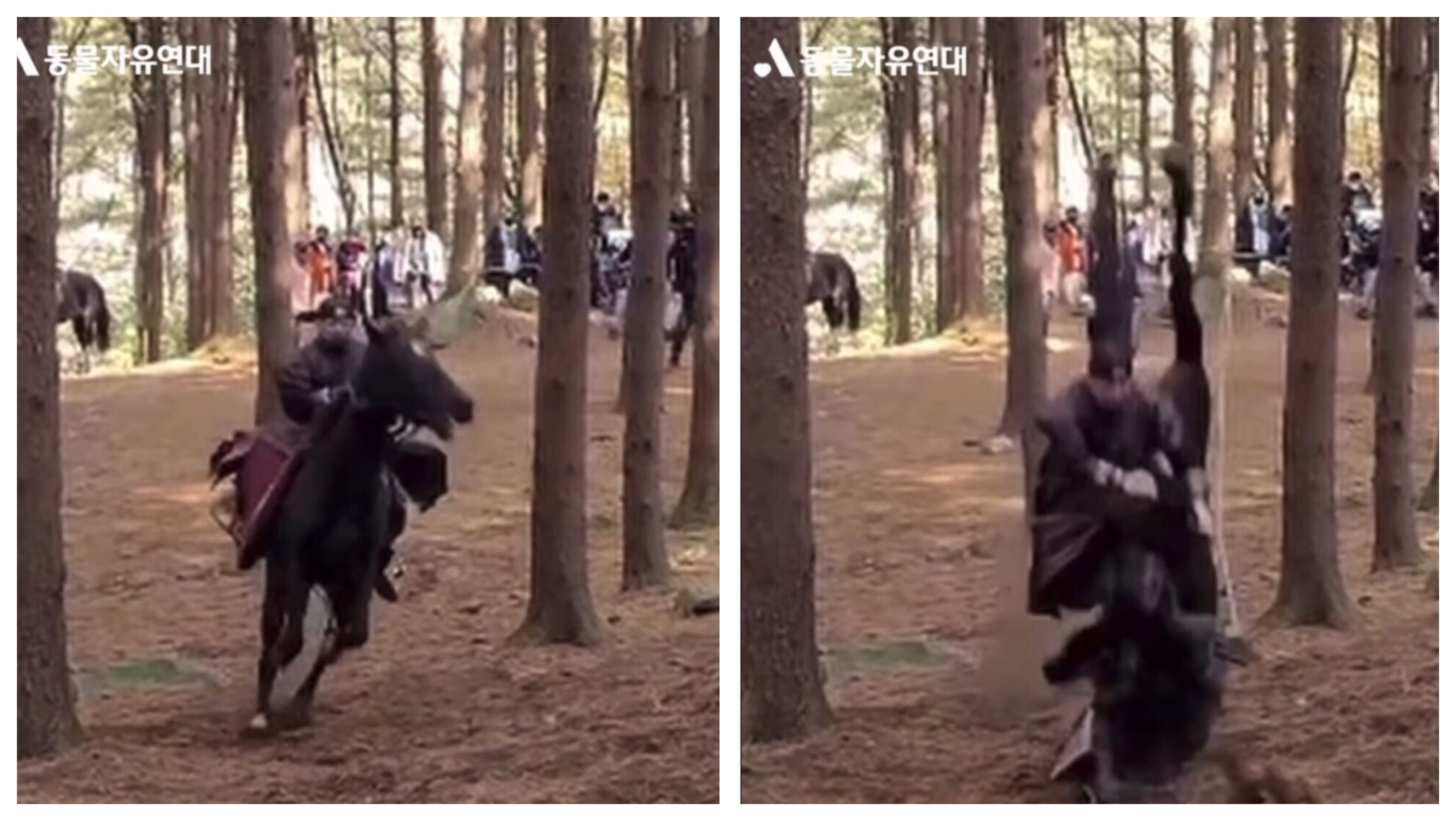 A Horse Died After a K-Drama Stunt Went Horribly Wrong