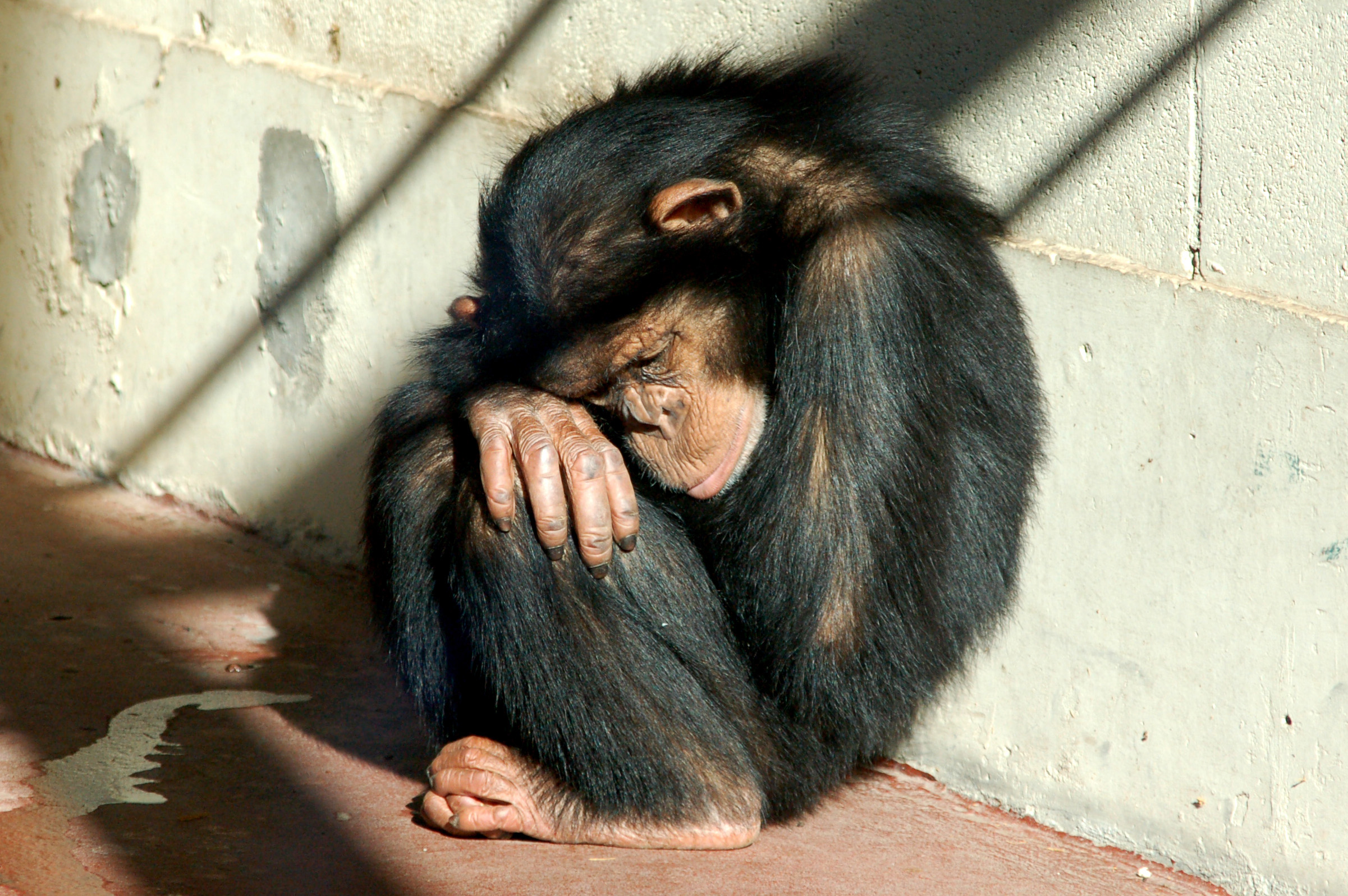 Do Animals Understand When We Kiss Them