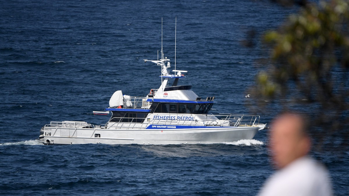 catamaran shark attack australia