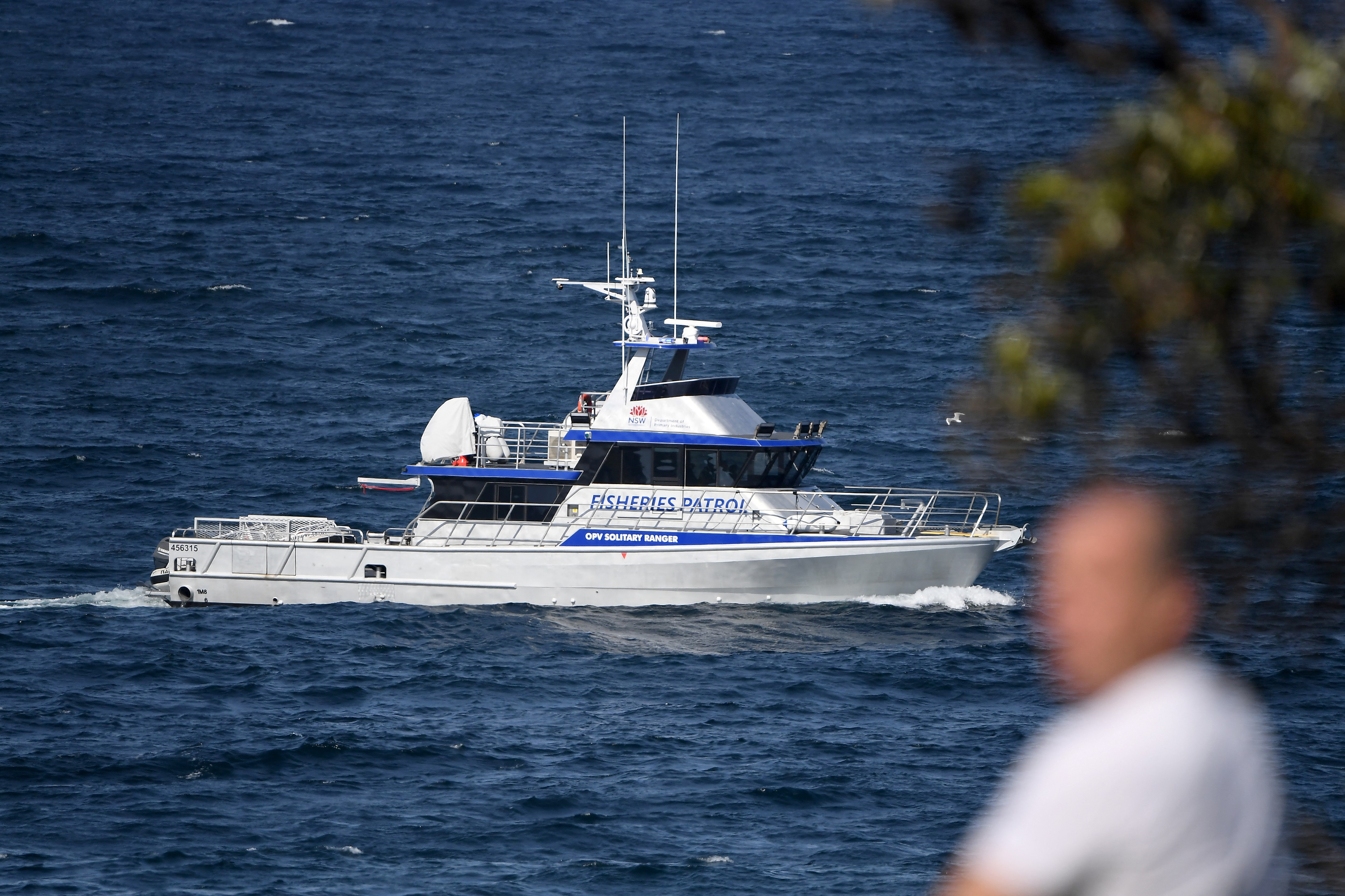 catamaran shark attack australia