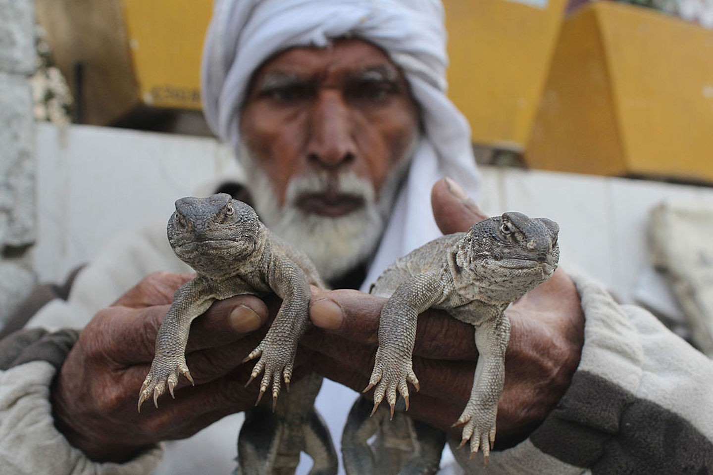 4 Men Gang-Raped, Killed and Ate a Protected Monitor Lizard