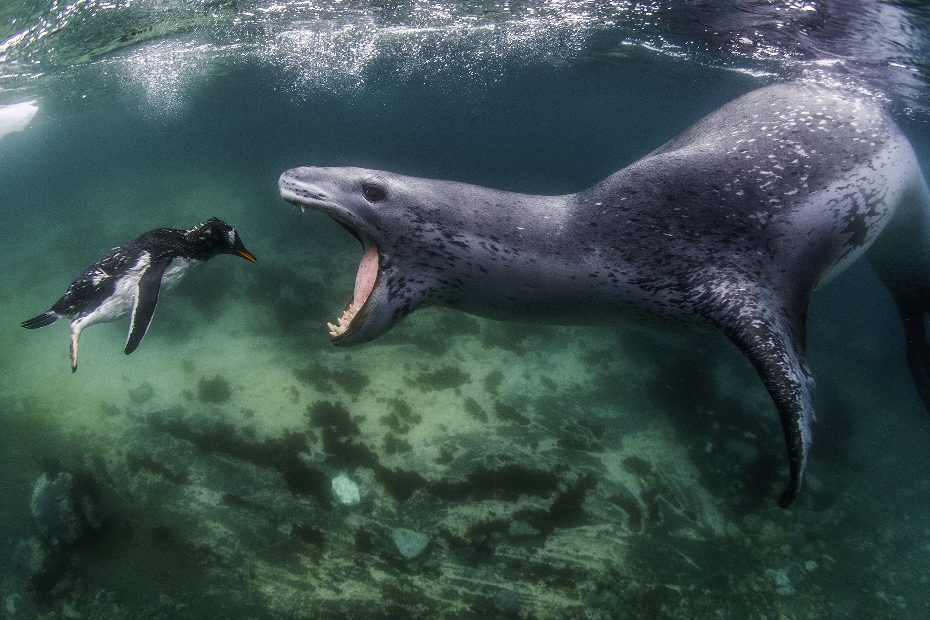 These Award-Winning Photos Zoom In on Intimate Animal Moments