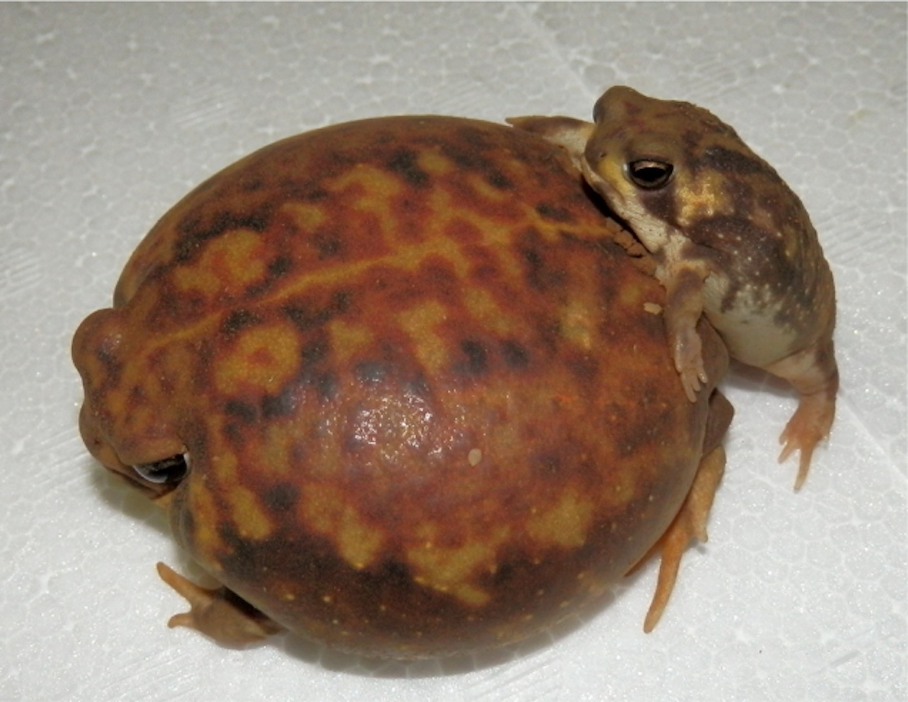 Scientists Just Figured Out How These Frogs Literally Glue Together to Mate