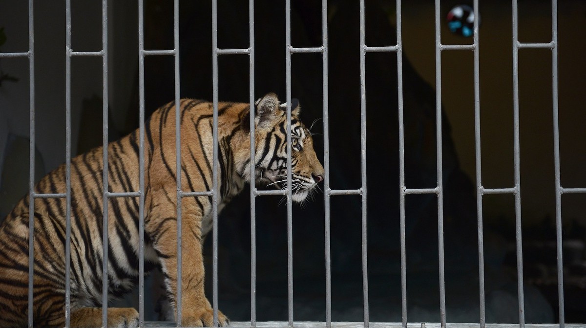 It Took Us Less Than 24 Hours to Order an Endangered Tiger on Facebook It Took Us Less Than 24 Hours to Order an Endangered Tiger on Facebook