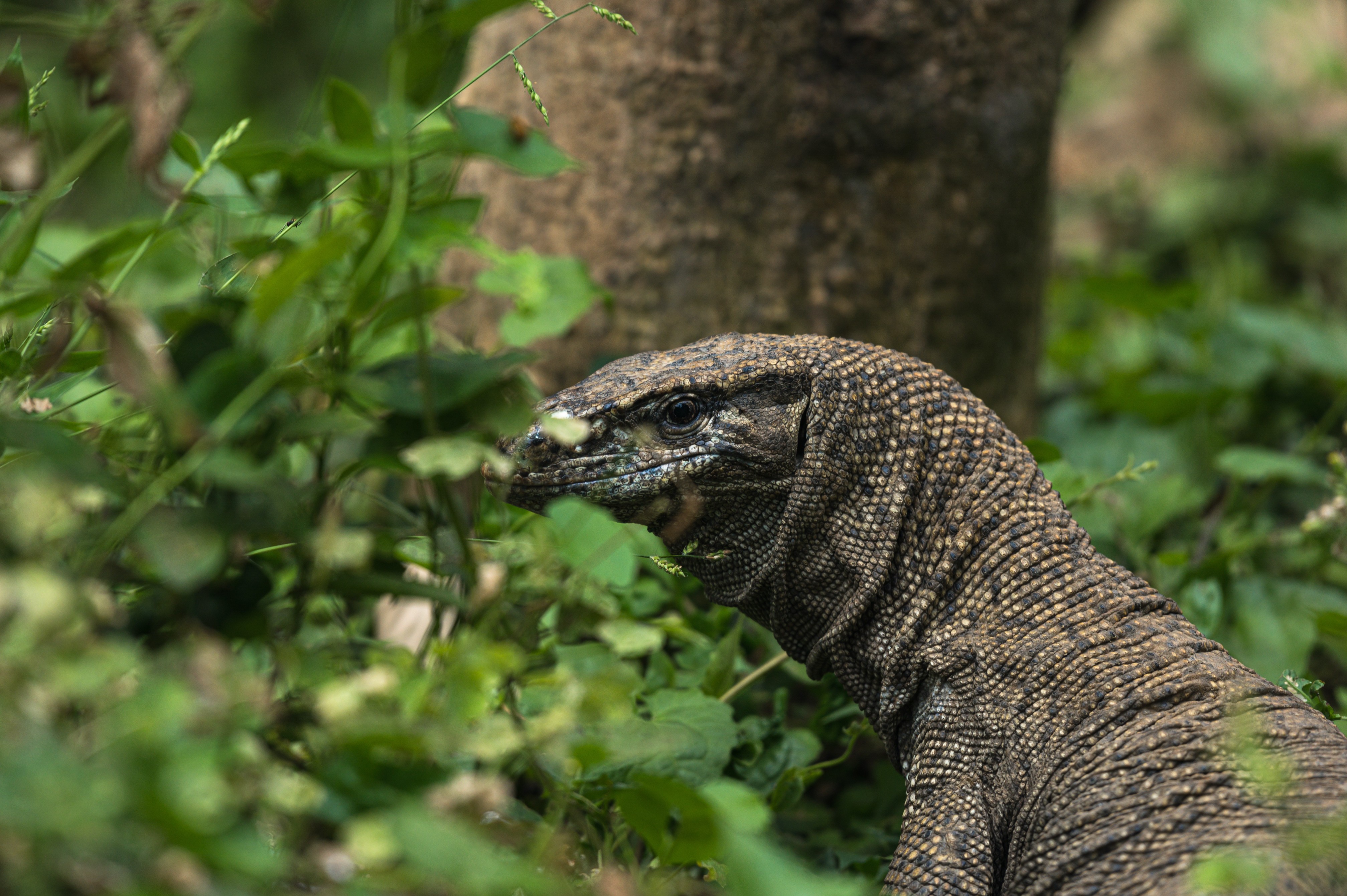 4 Men Gang Raped a Protected Monitor Lizard. Experts Explain Why.