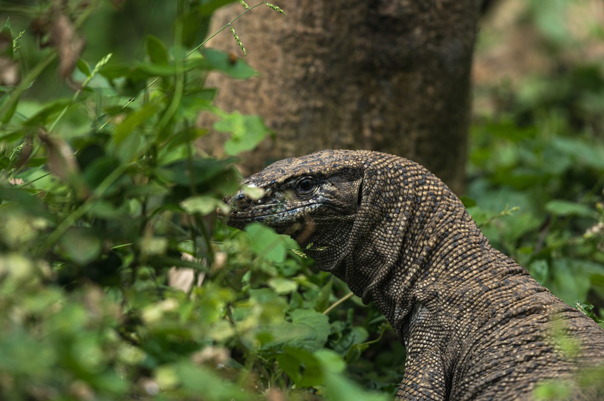 4 Men Gang-Raped, Killed and Ate a Protected Monitor Lizard