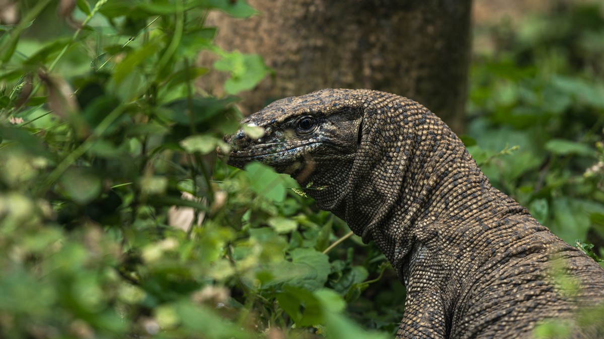 4 Men Gang-Raped, Killed and Ate a Protected Monitor Lizard