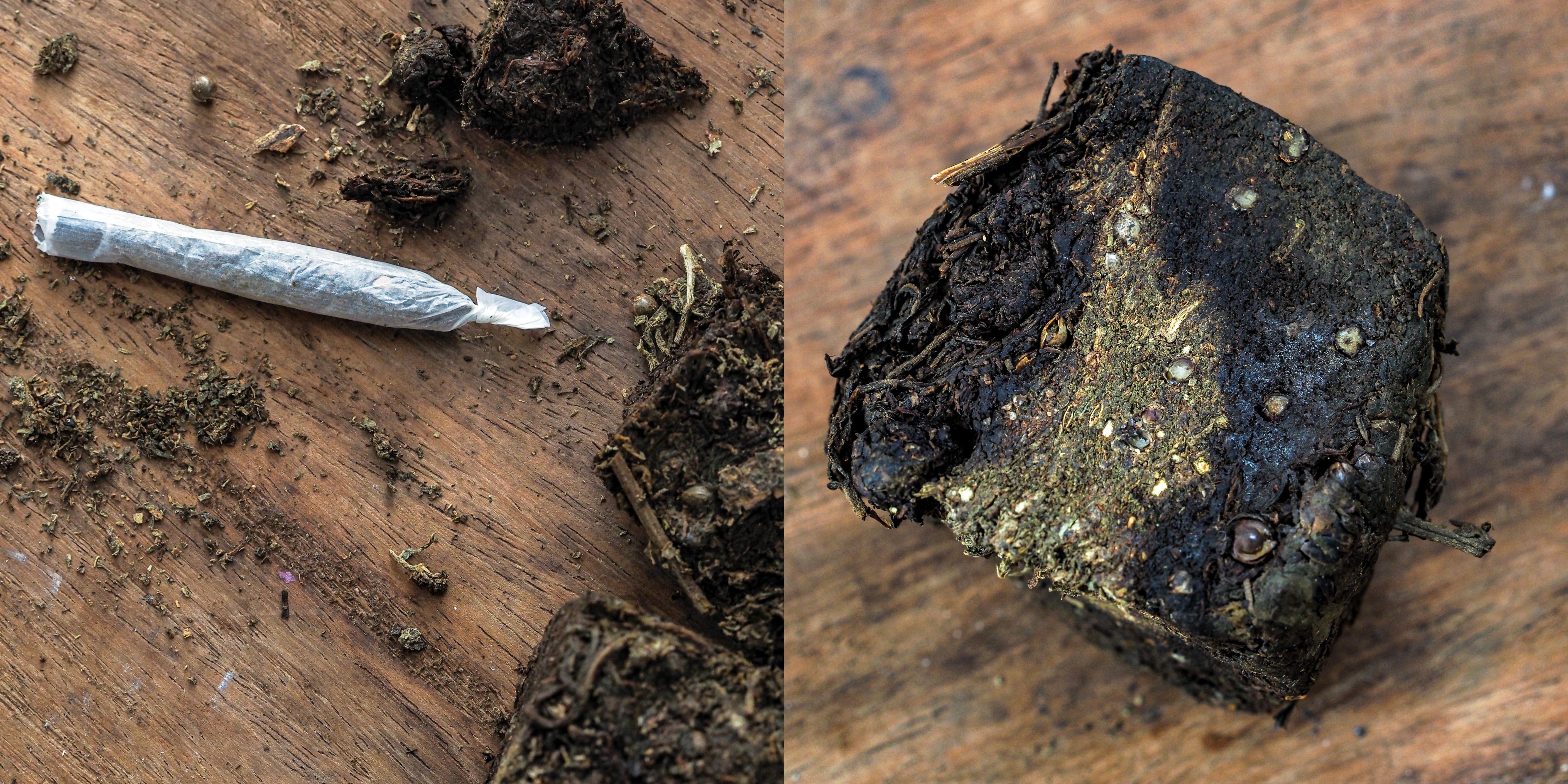 We Found the World's Worst Weed ‘Paraguayo’