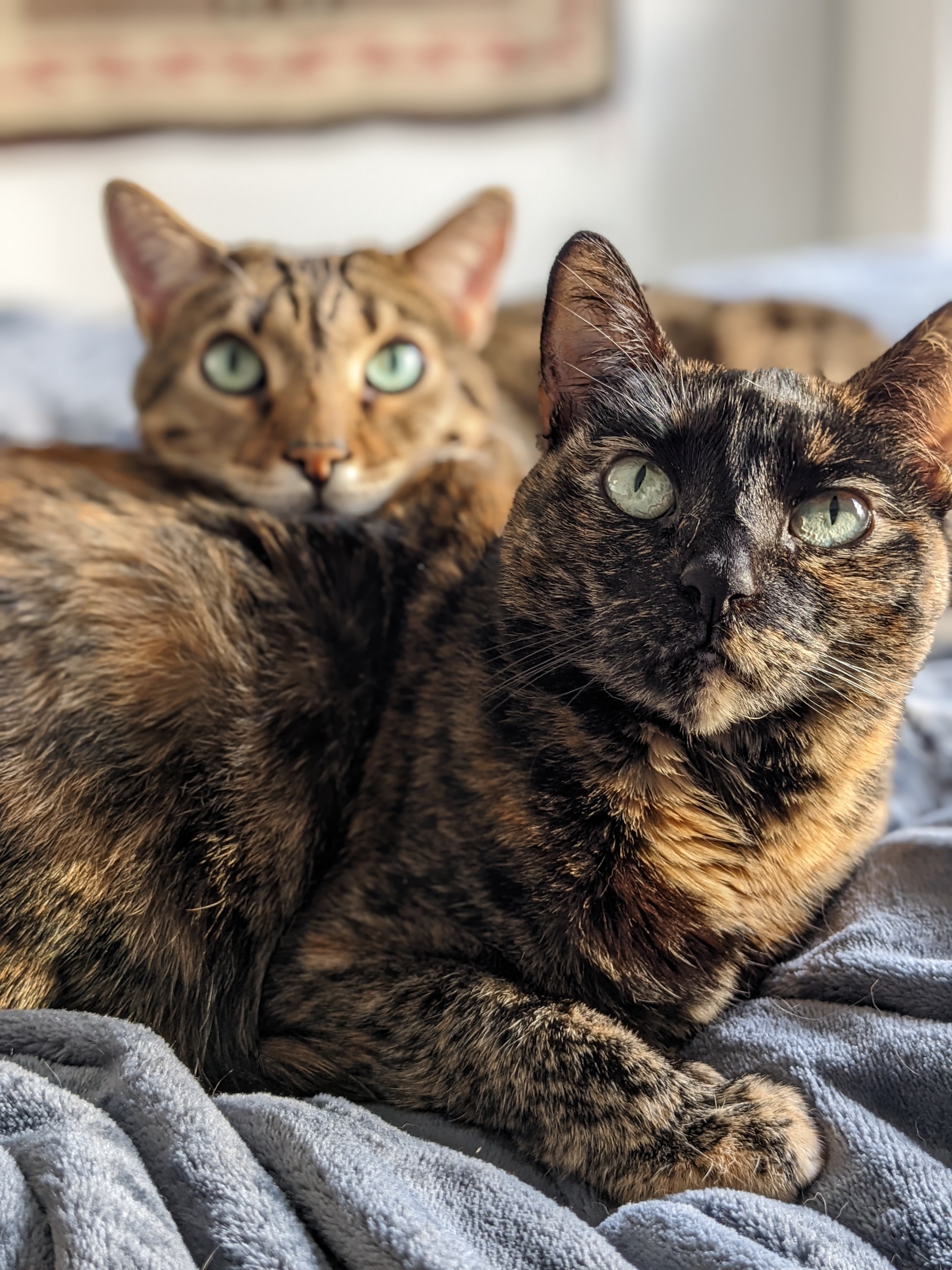 Cats Recognizes Names of Felines in the Same Household, Study Finds