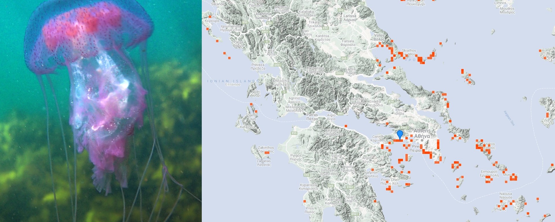 gossip whip eel Plajele din Grecia pline de meduze pe care să le eviți ca să nu-ți strici  vacanța