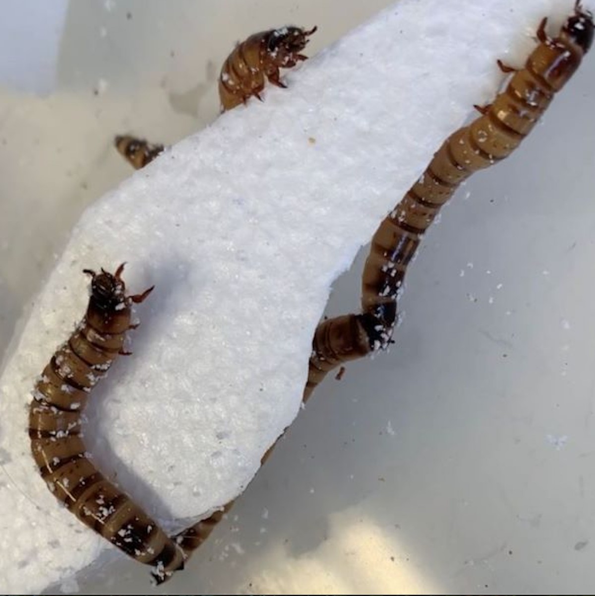 Scientists Discover 'Superworms' Eat Plastic, Can Help Tackle Pollution  Crisis