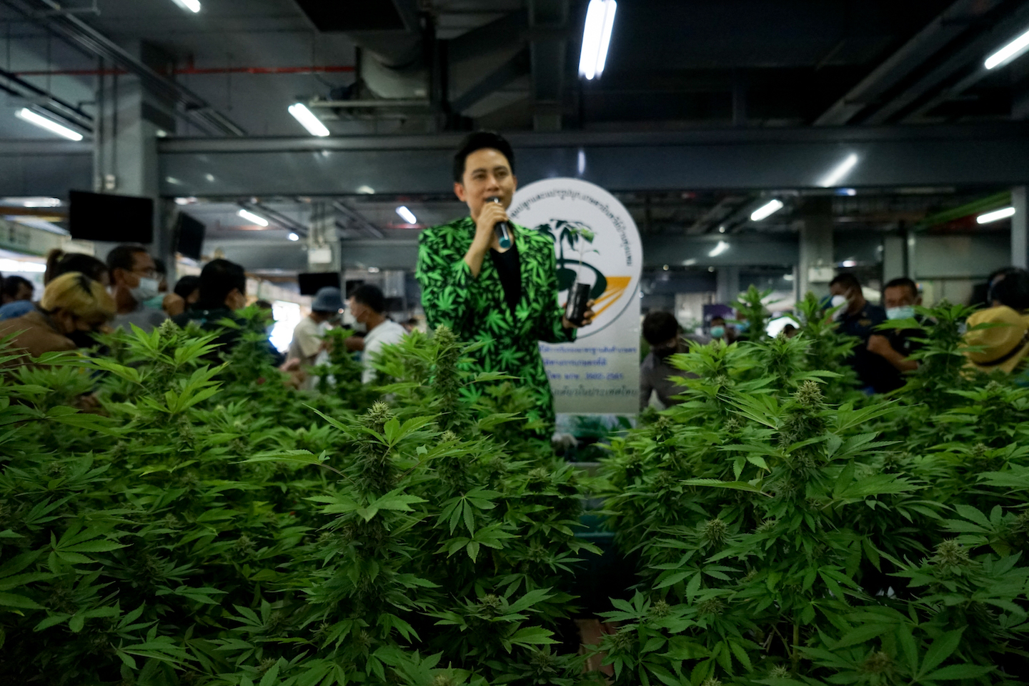 cannabis growers thailand
