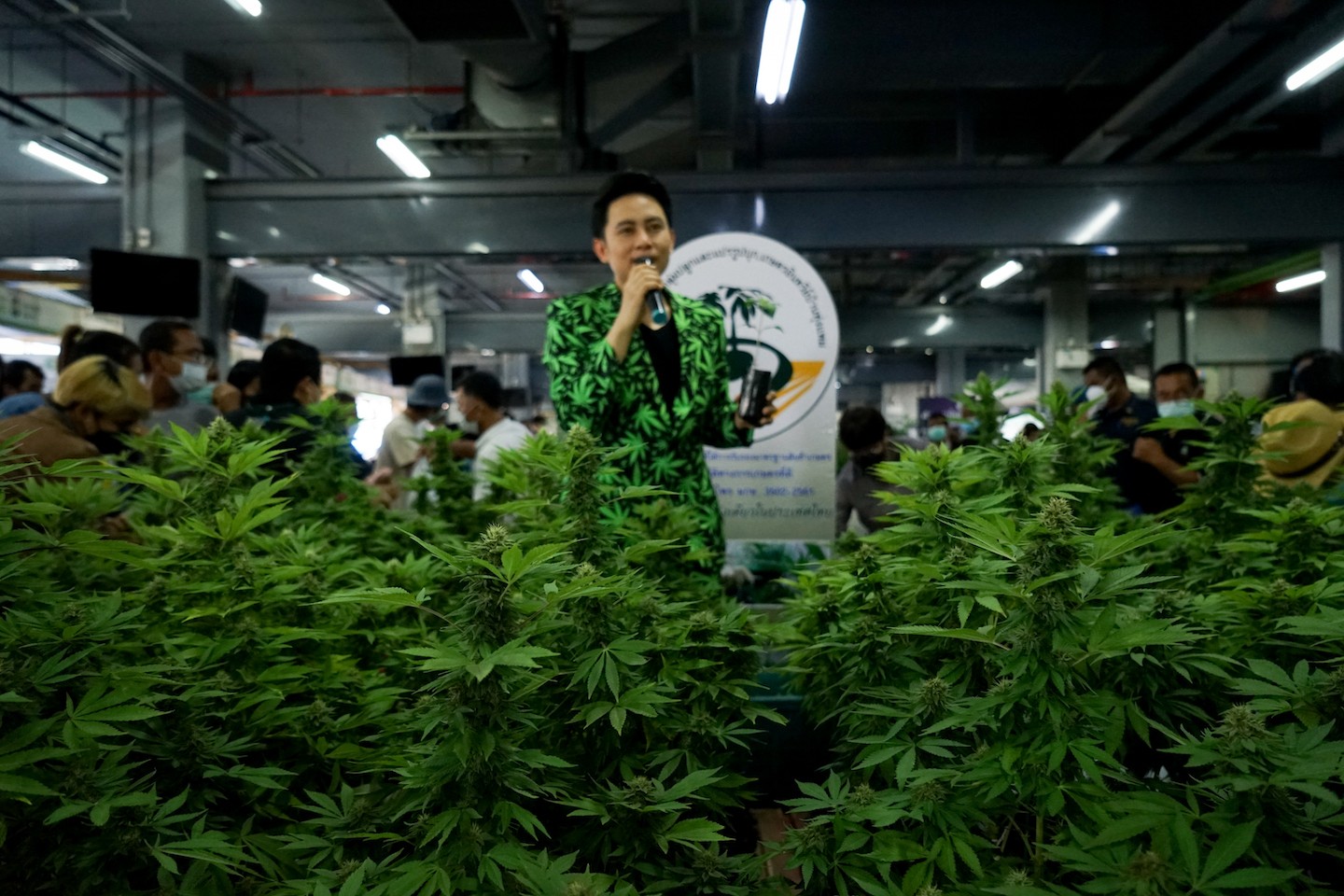 Thailand gives green light to growing cannabis at home