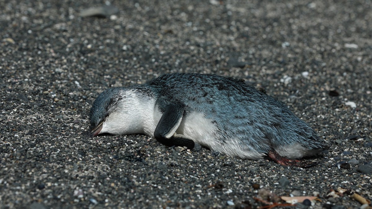 Dead Penguins Keep Washing Up on New Zealand’s Beaches. Here’s Why.