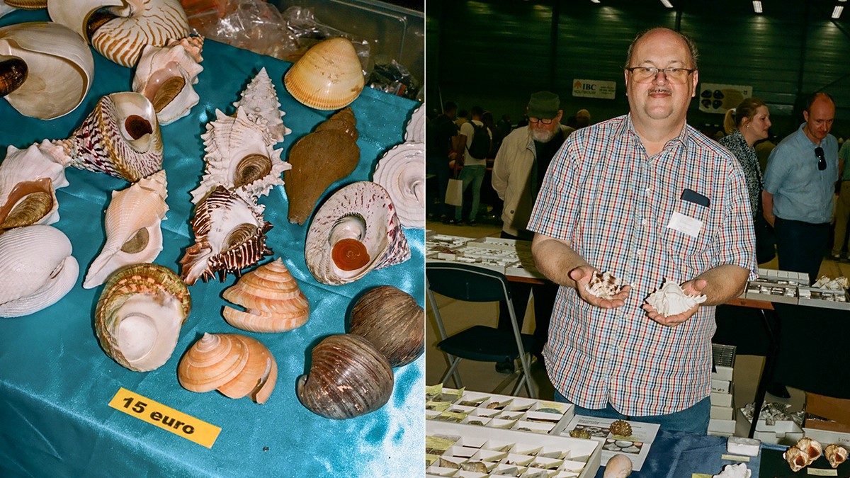 Les plus beaux coquillages du monde se trouvent dans la salle de