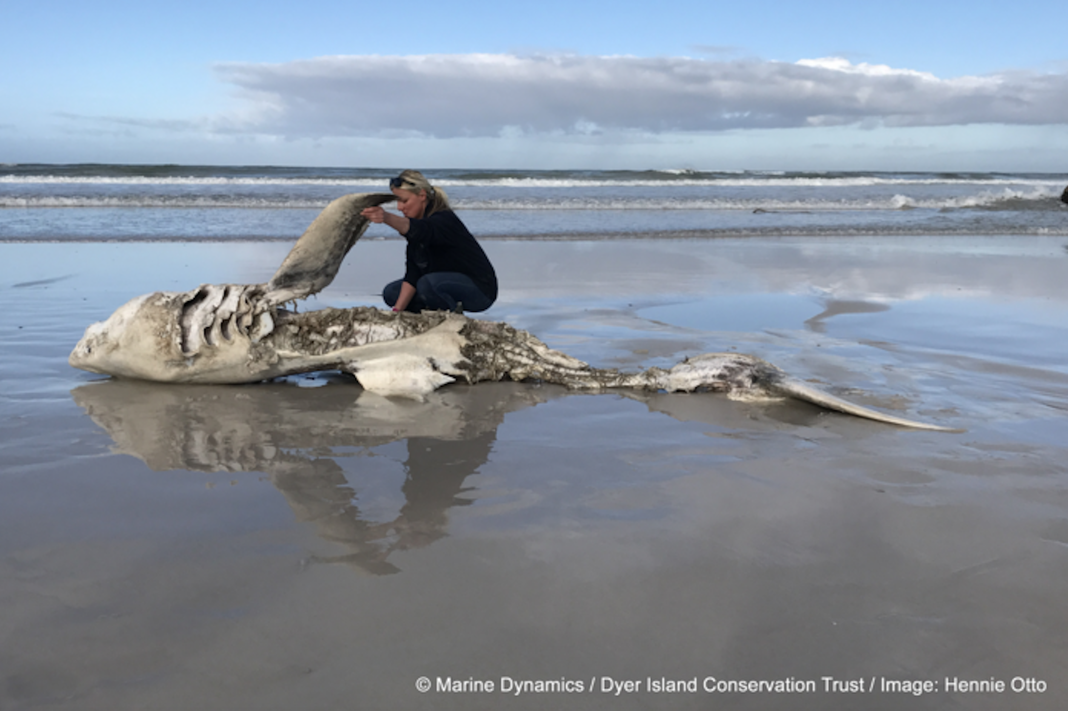 A Pair of Orcas Is Brutally Killing Great White Sharks in South Africa